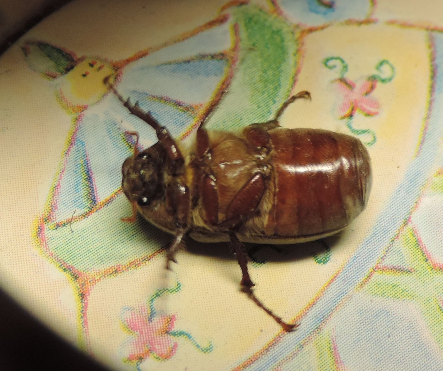 Melolonthidae, Aplidia transversa? S.