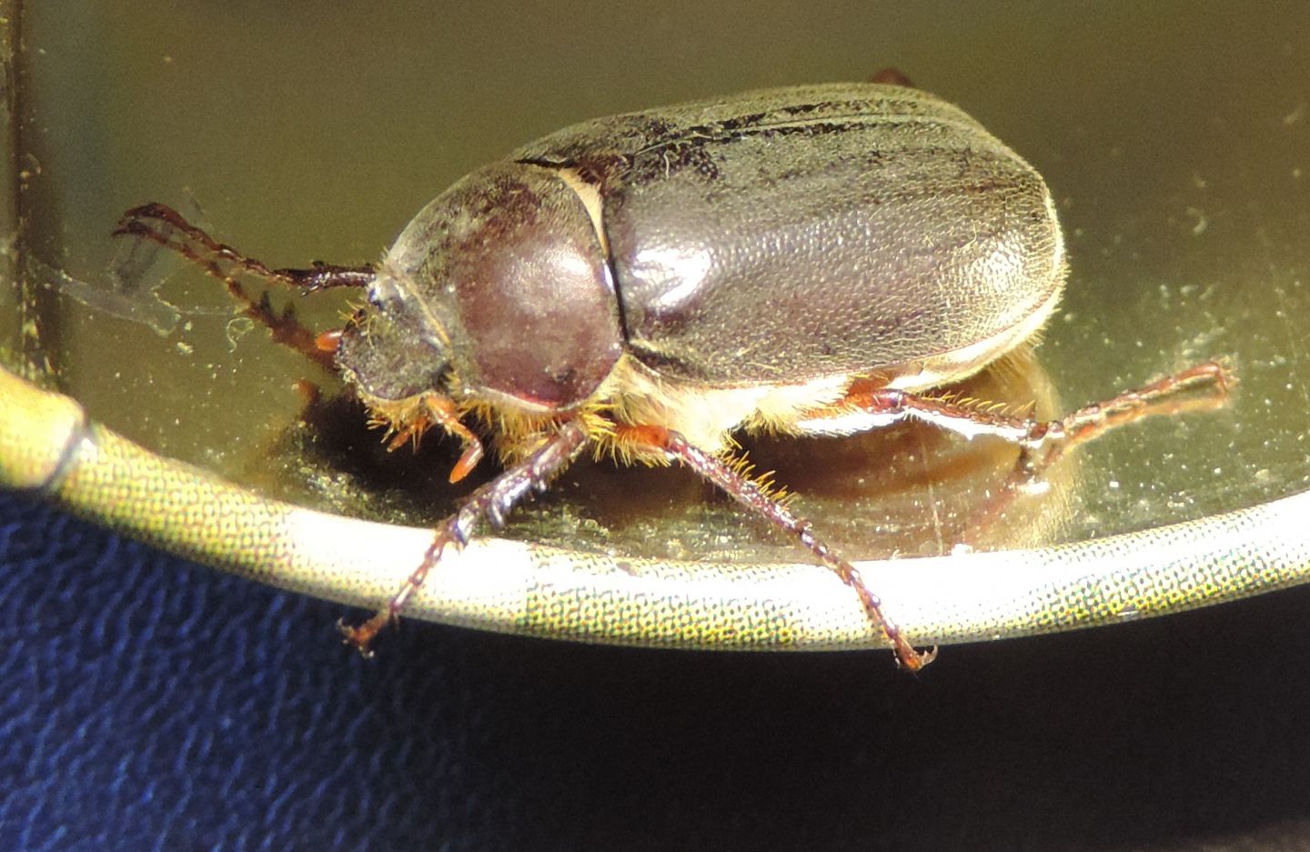 Melolonthidae, Aplidia transversa? S.