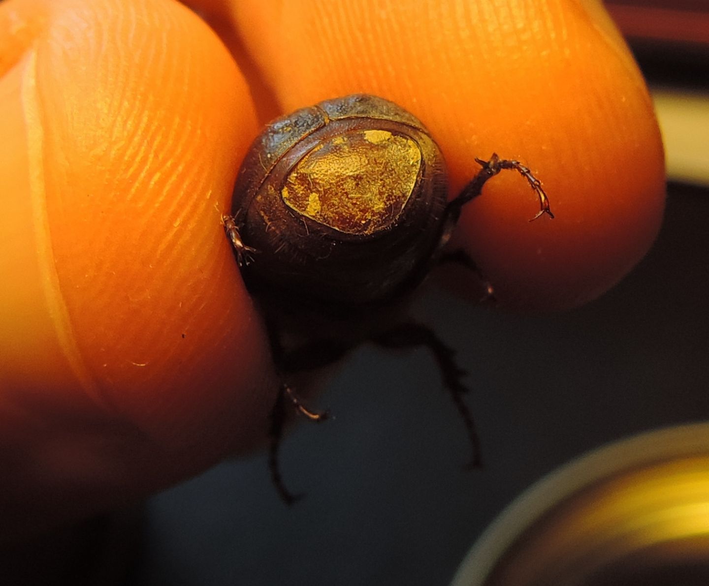 Melolonthidae, Aplidia transversa? S.