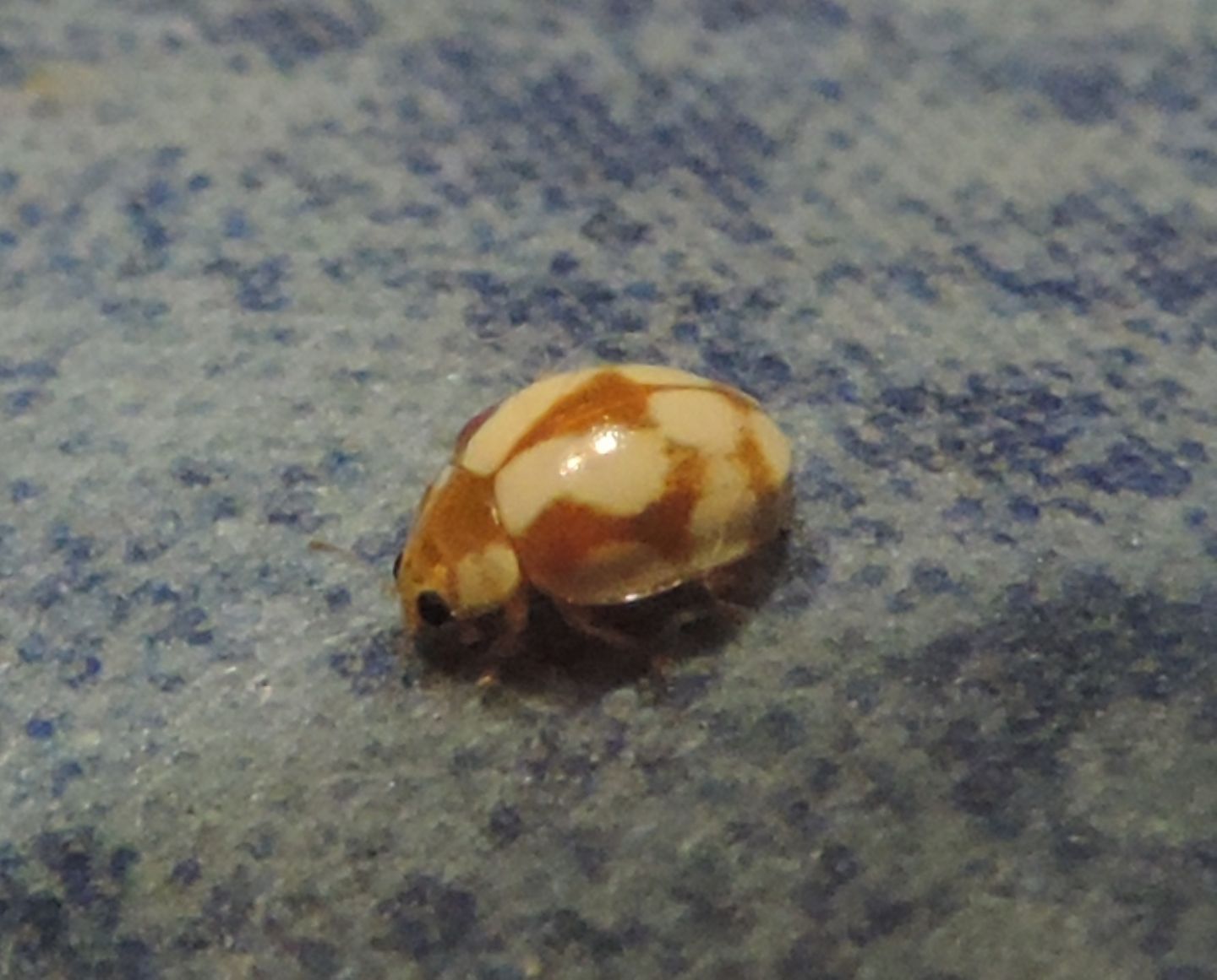 Coccinellidae: Vibidia duodecimguttata