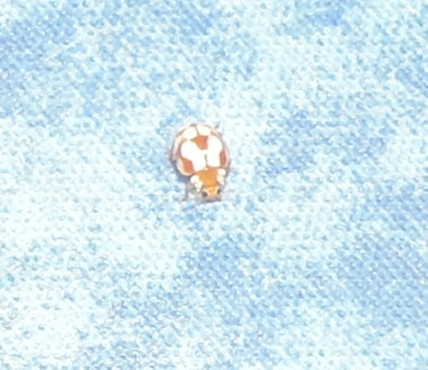 Coccinellidae: Vibidia duodecimguttata