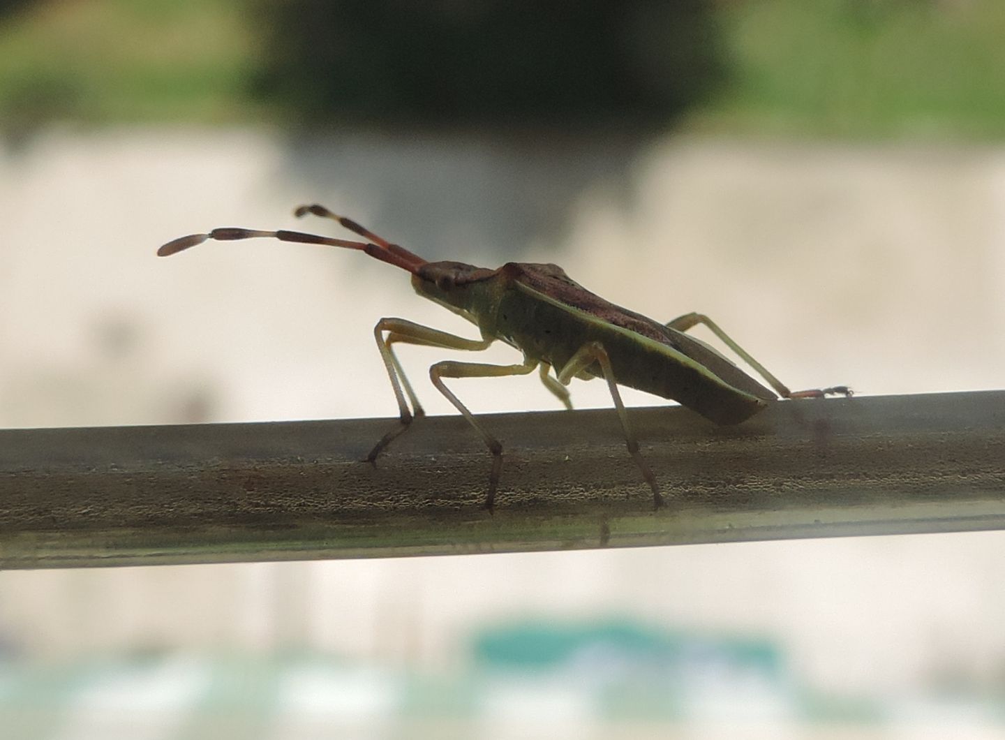 Coreidae:  Gonocerus?  S,  Gonocerus juniperi