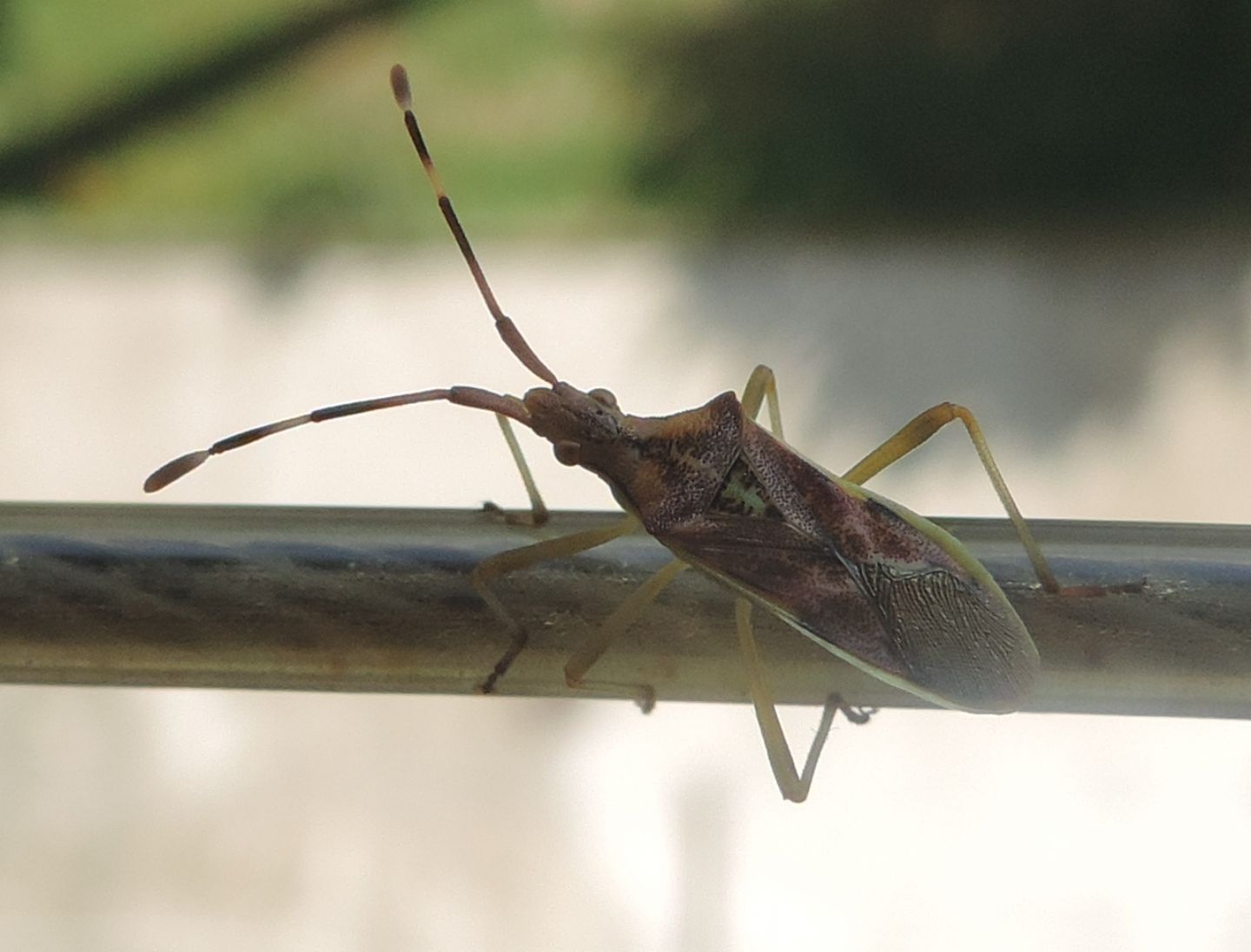 Coreidae:  Gonocerus?  S,  Gonocerus juniperi