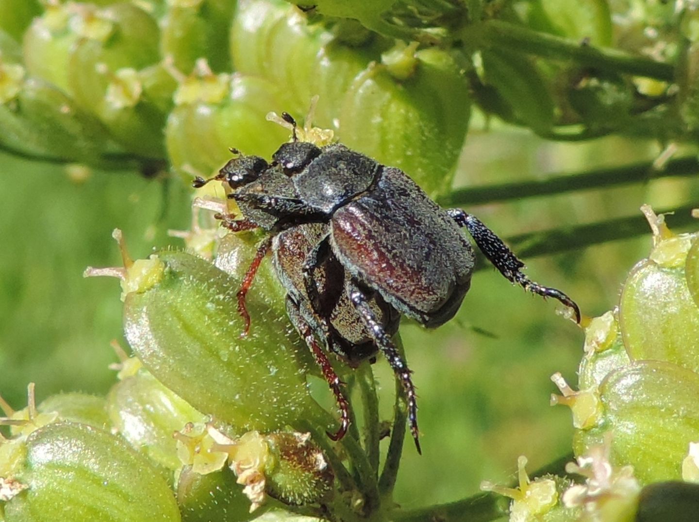 Rutelidae:  Hoplia cfr. argentea