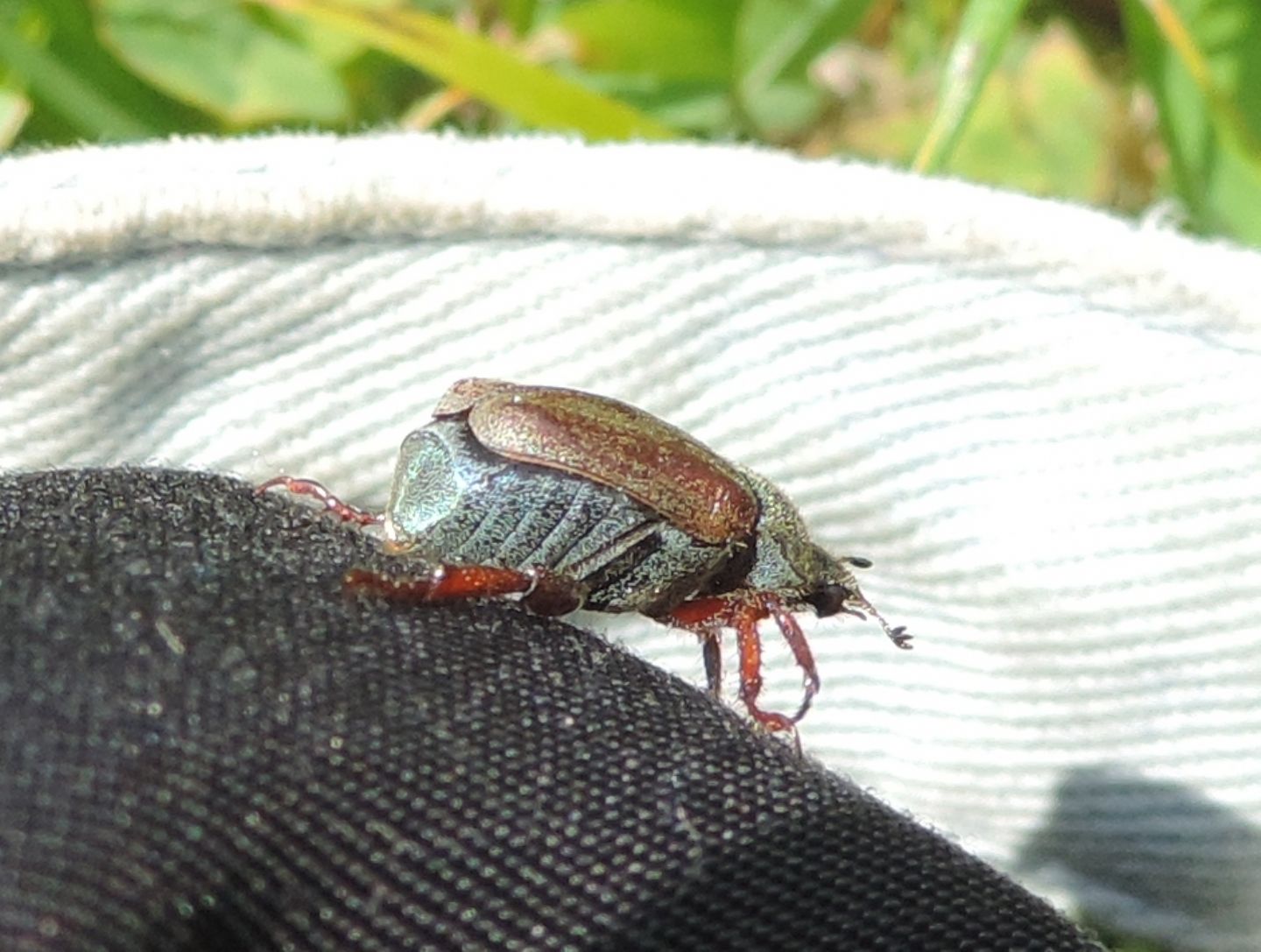 Rutelidae:  Hoplia cfr. argentea