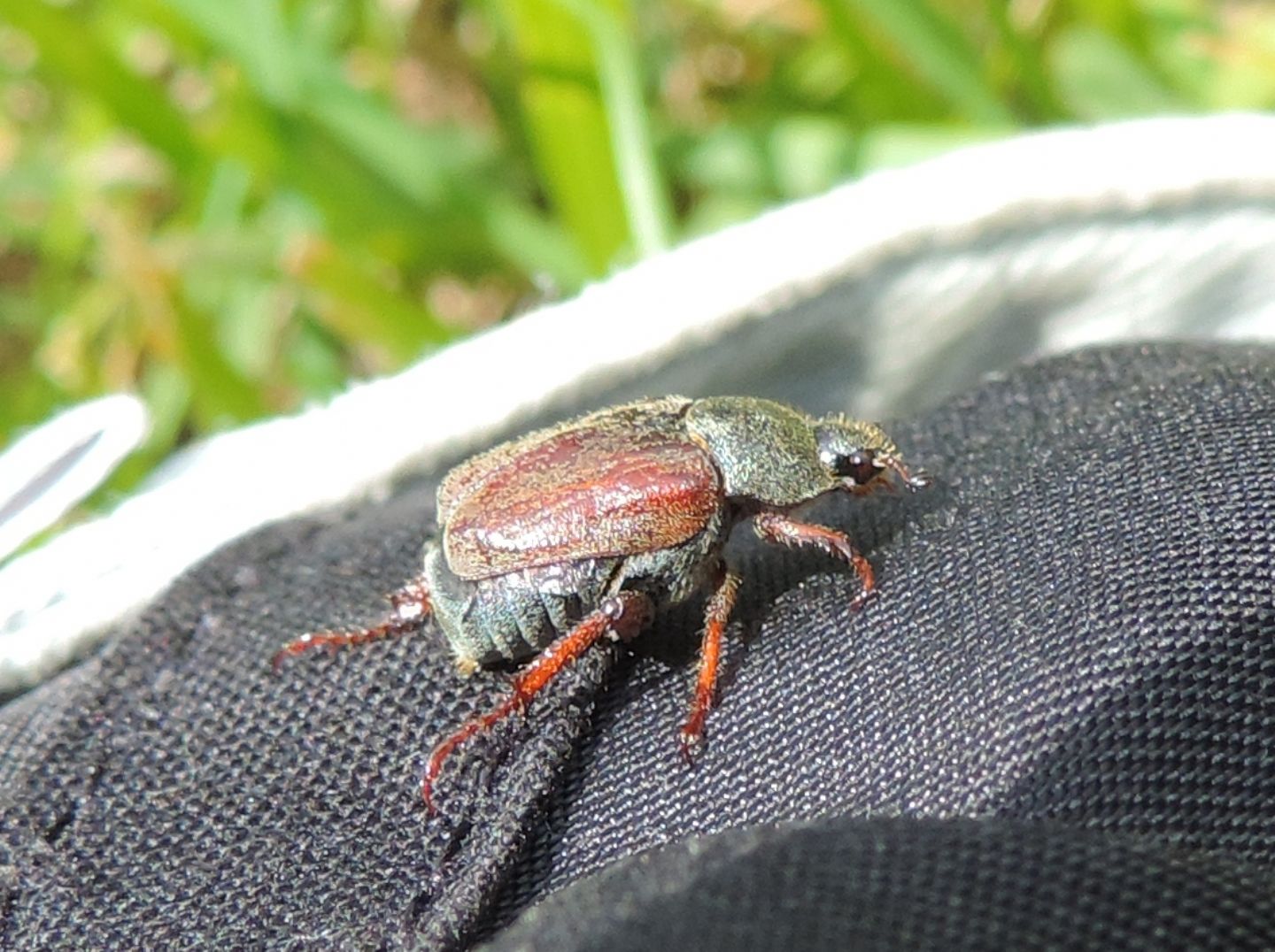 Rutelidae:  Hoplia cfr. argentea