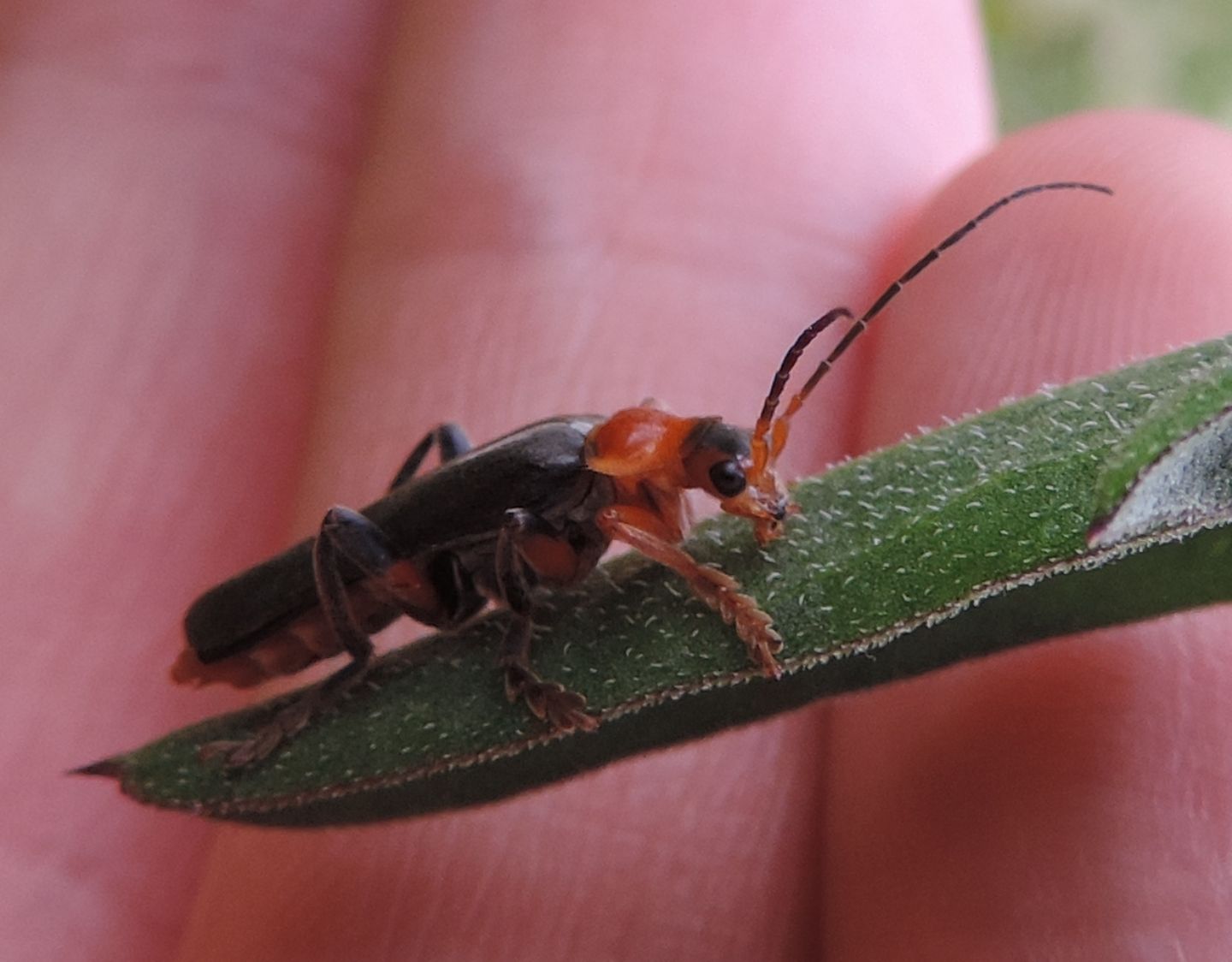 Cantharis livida?    S !