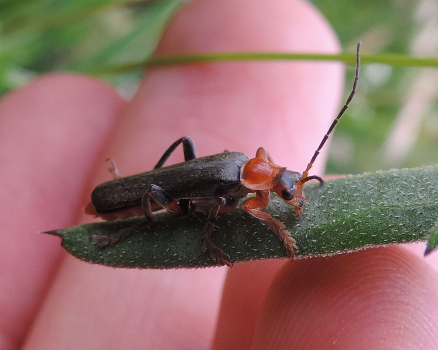 Cantharis livida?    S !