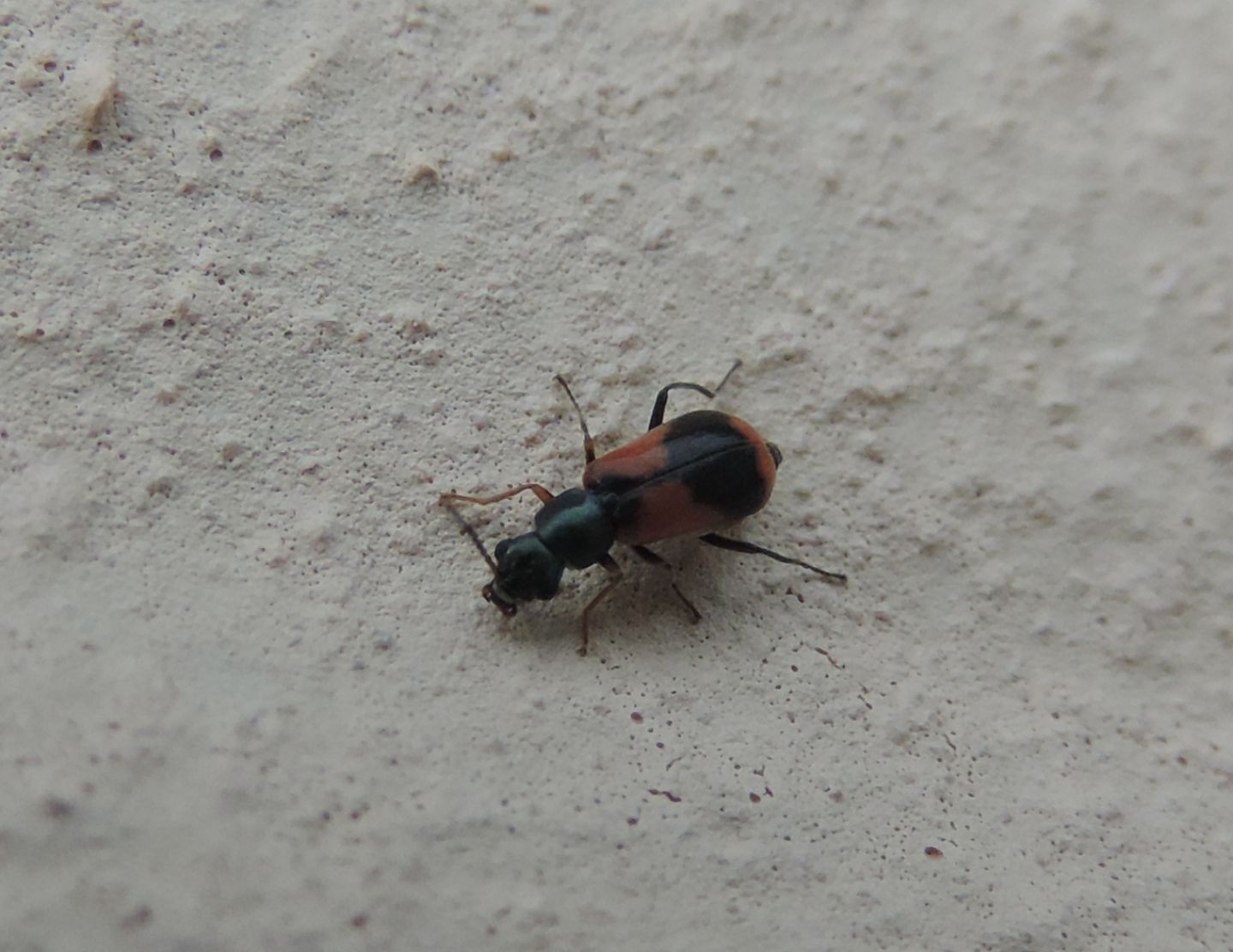 Anthocomus equestris e domanda sui Malachiidae