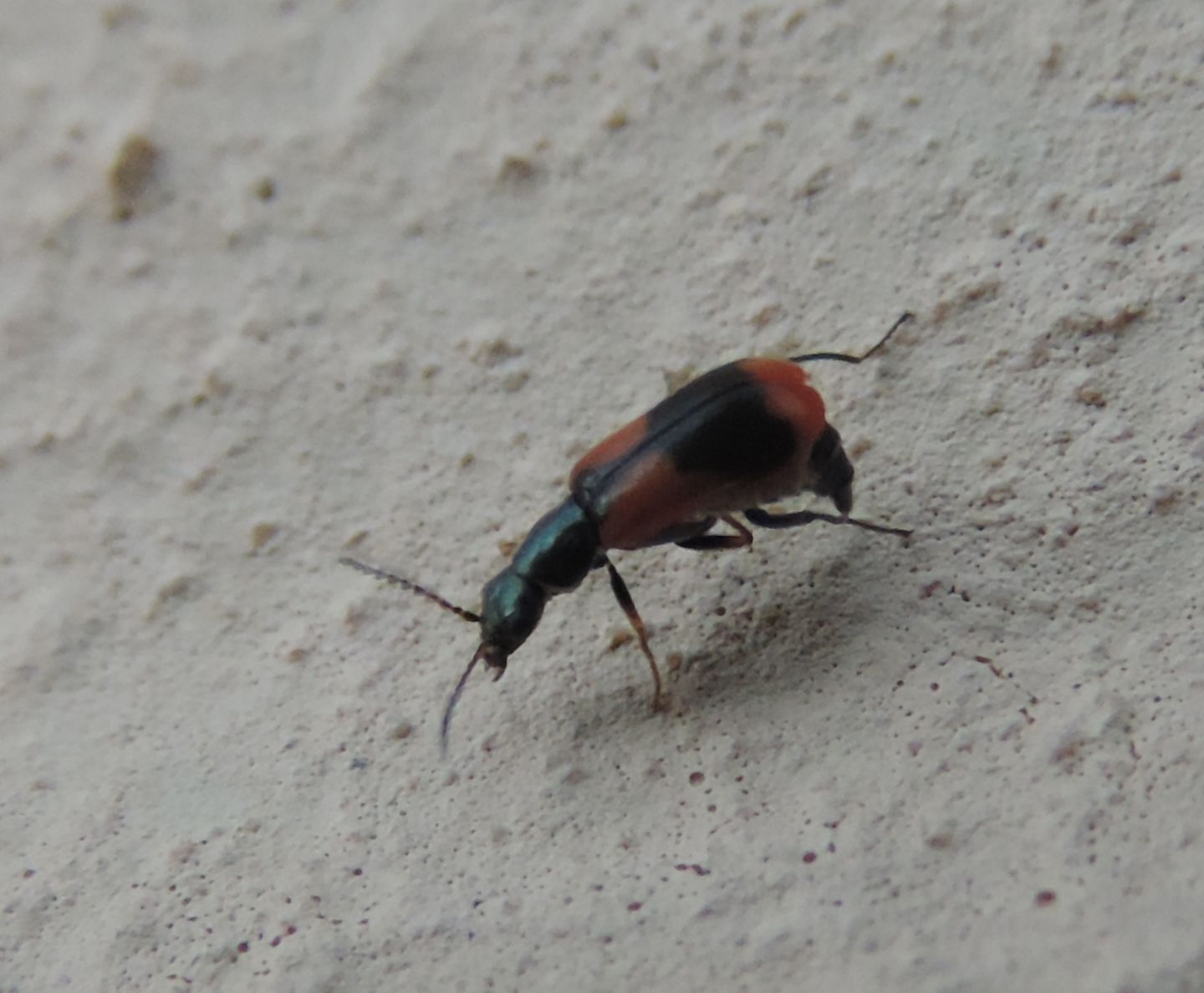 Anthocomus equestris e domanda sui Malachiidae