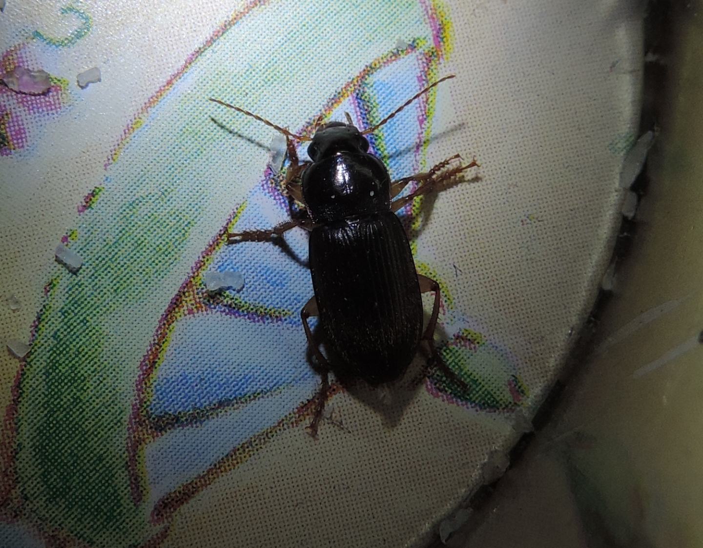 Carabidae:   Pseudoophonus griseus