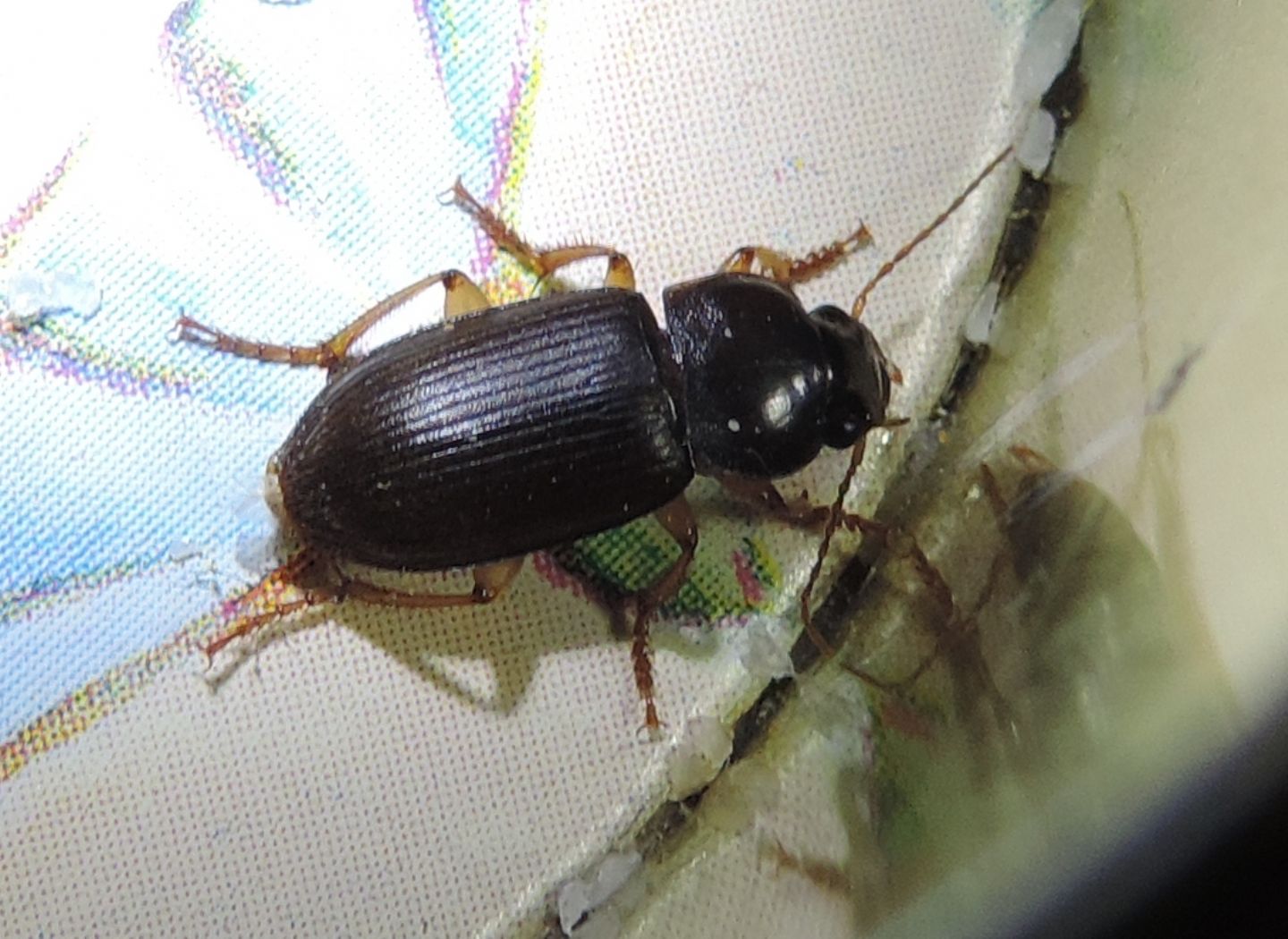 Carabidae:   Pseudoophonus griseus