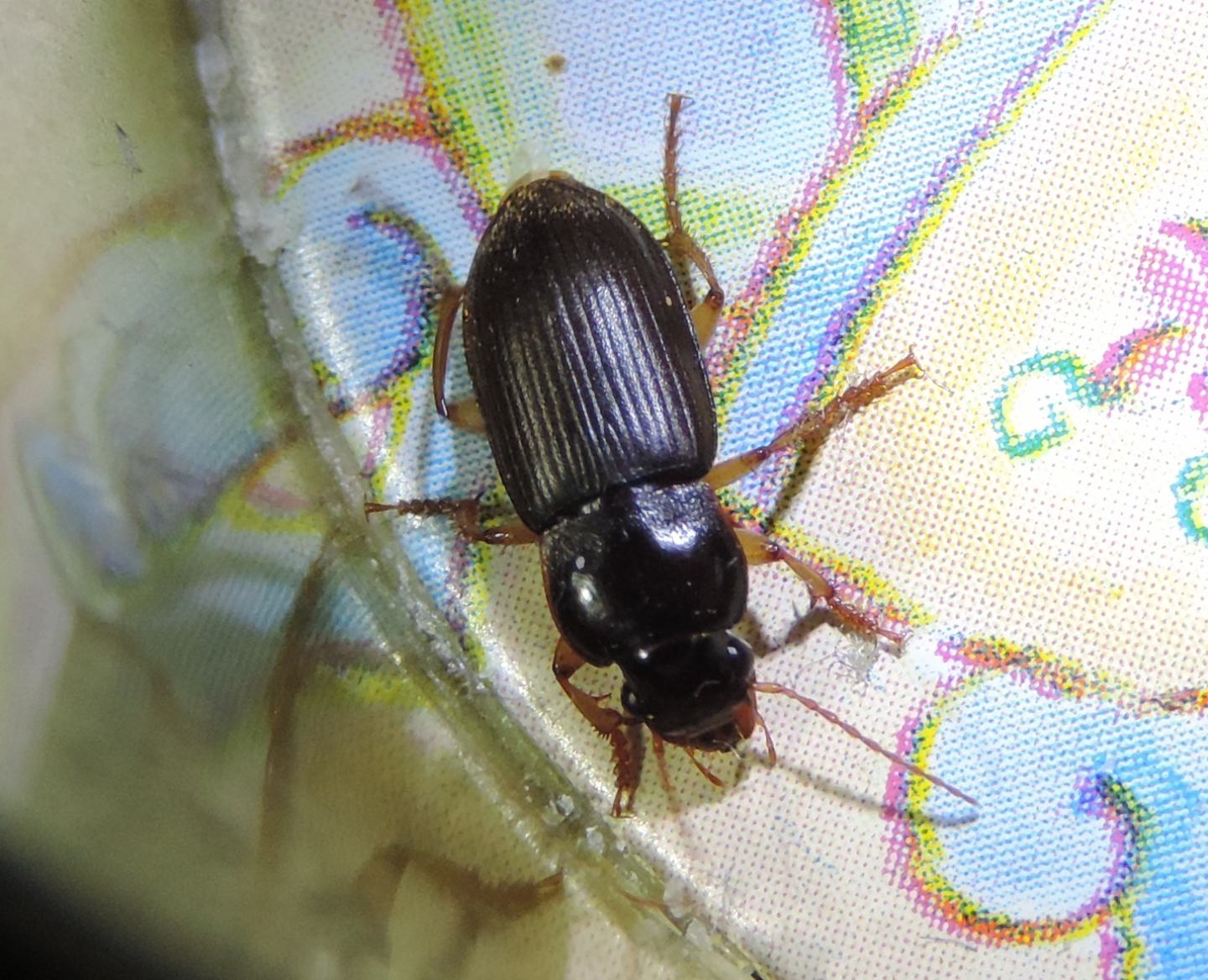 Carabidae:   Pseudoophonus griseus