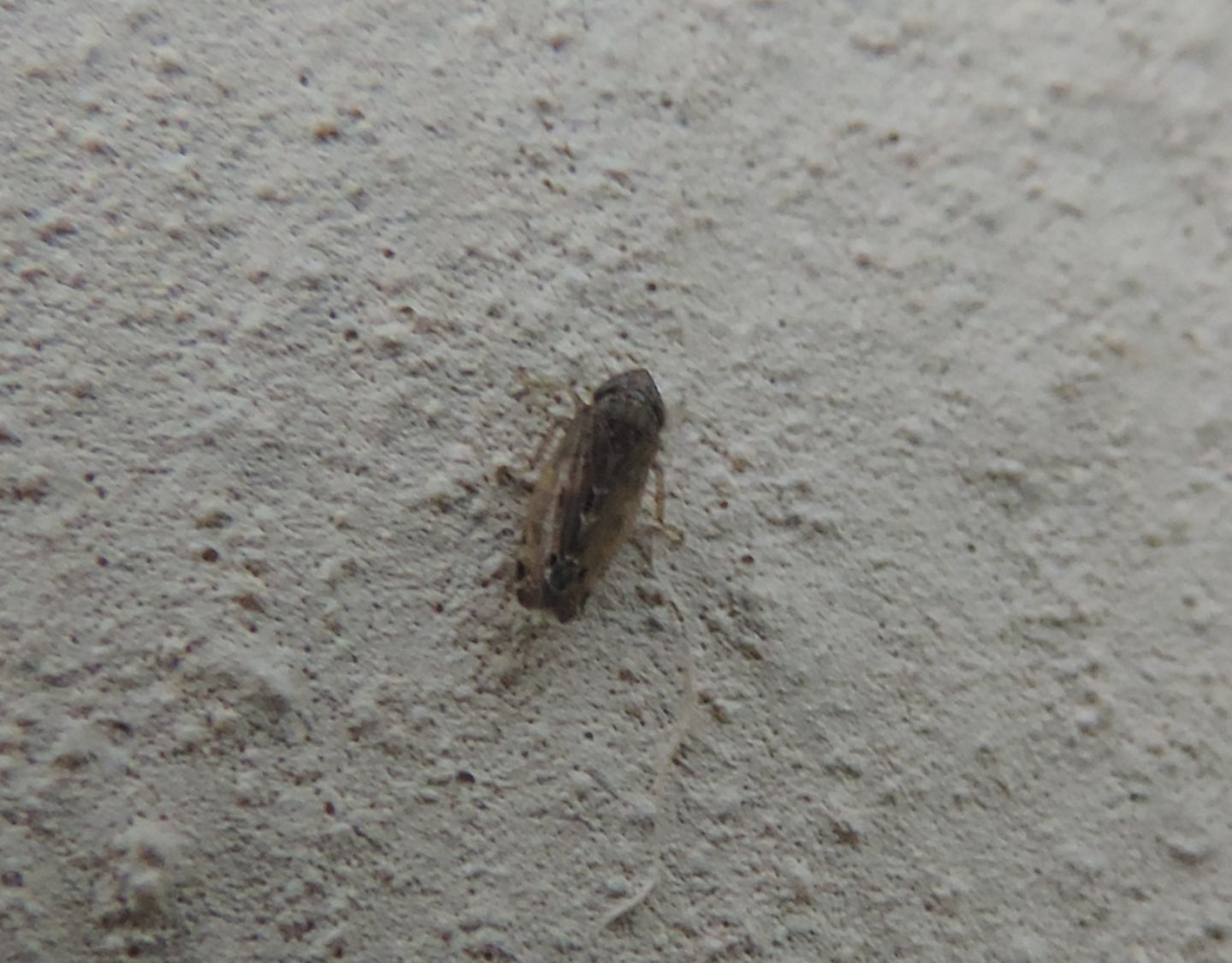 Cicadellidae? S, Cicadellidae Deltocephalinae: Hardya tenuis