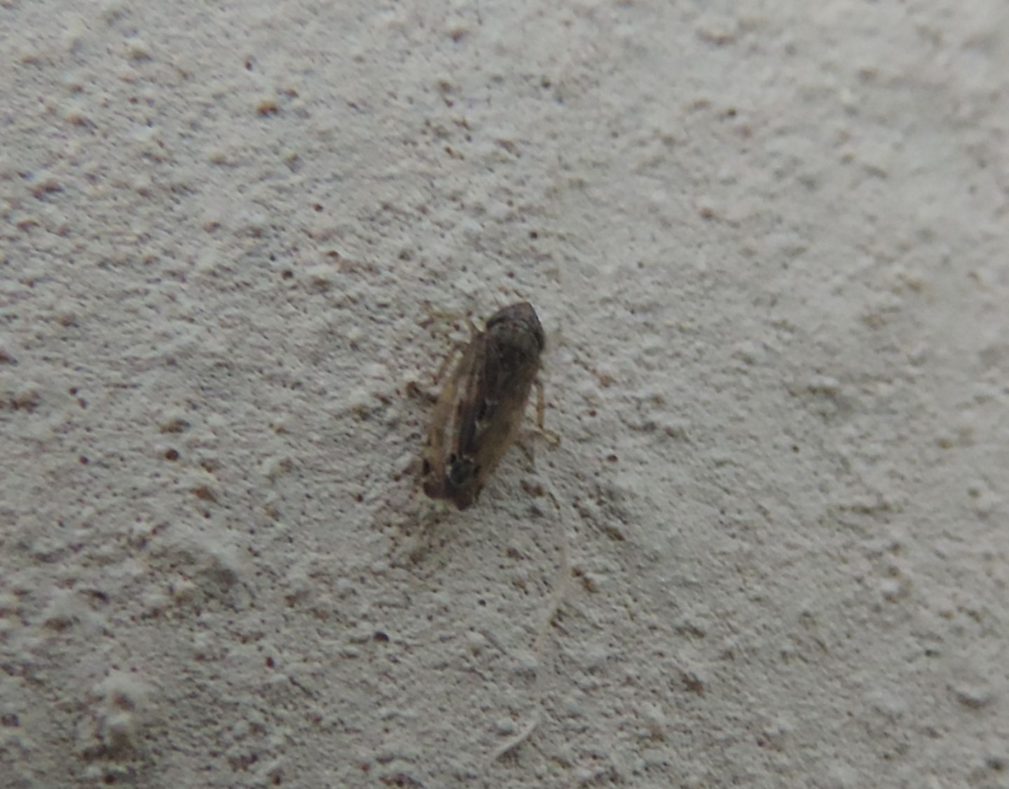 Cicadellidae? S, Cicadellidae Deltocephalinae: Hardya tenuis