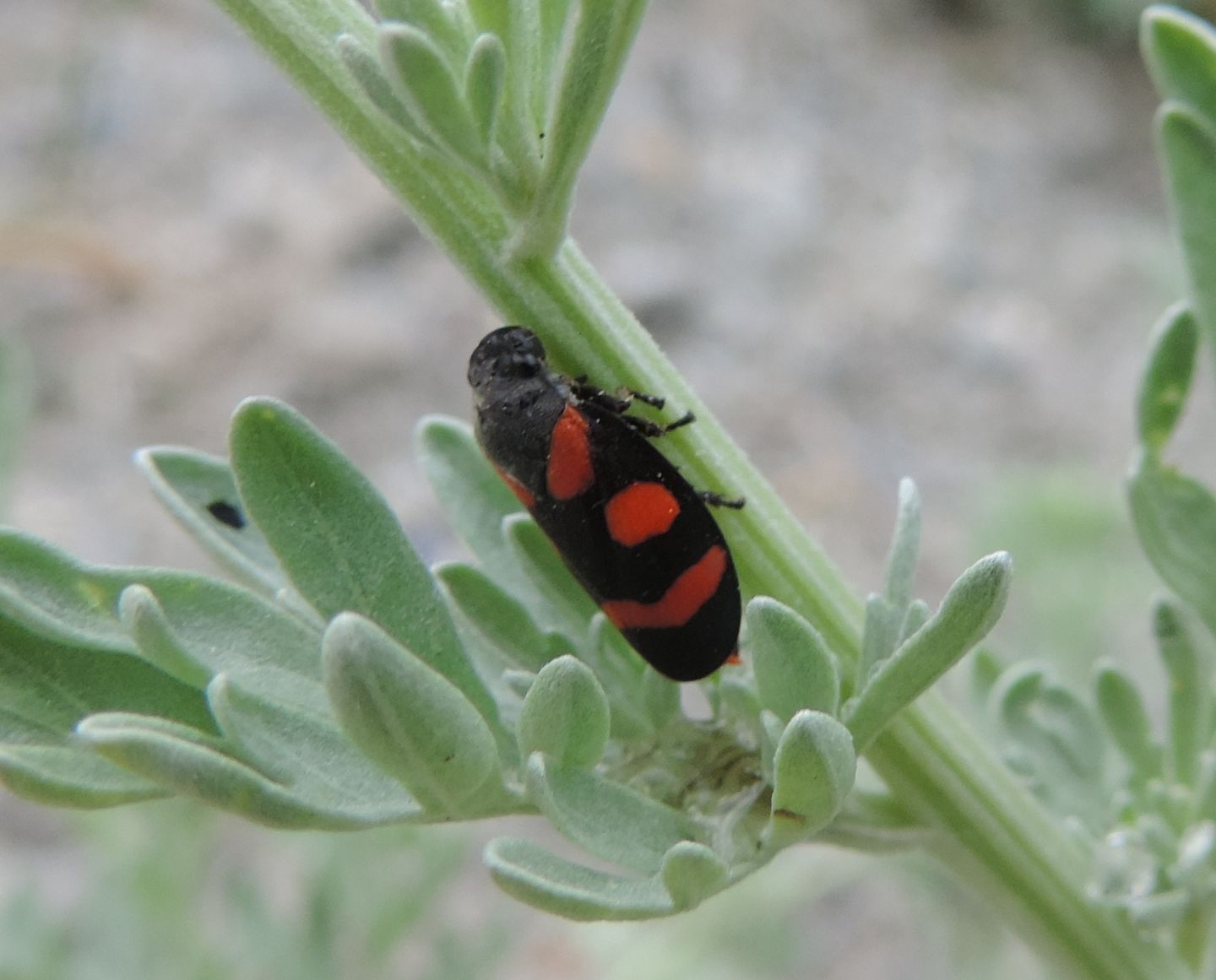 Cercopis arcuata?  Cercopis sp.