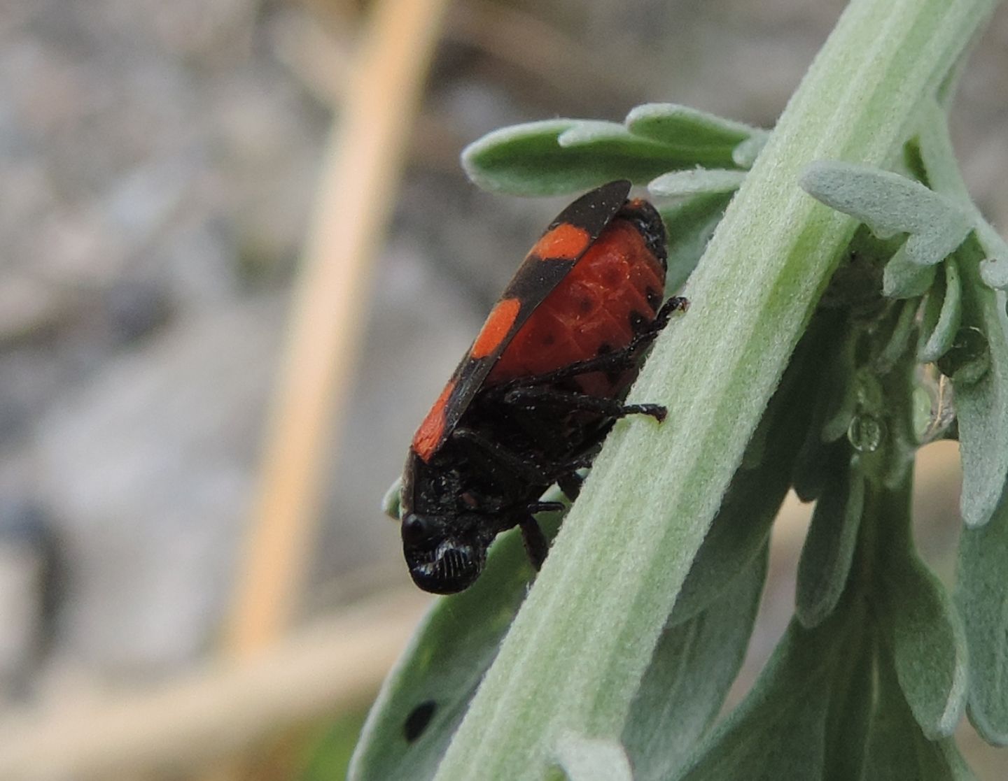 Cercopis arcuata?  Cercopis sp.
