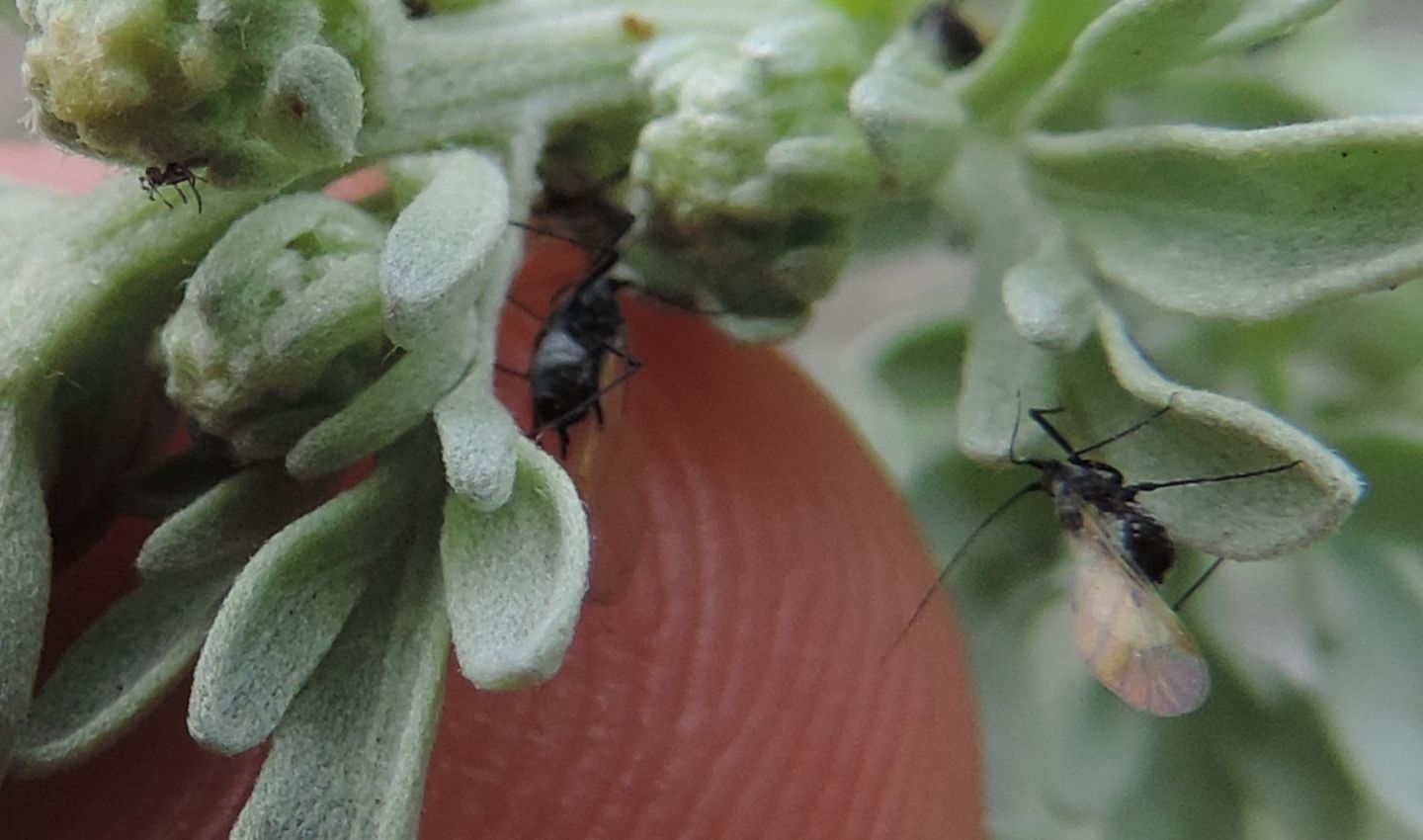 Afidi da identificare: cfr Aphis sp.