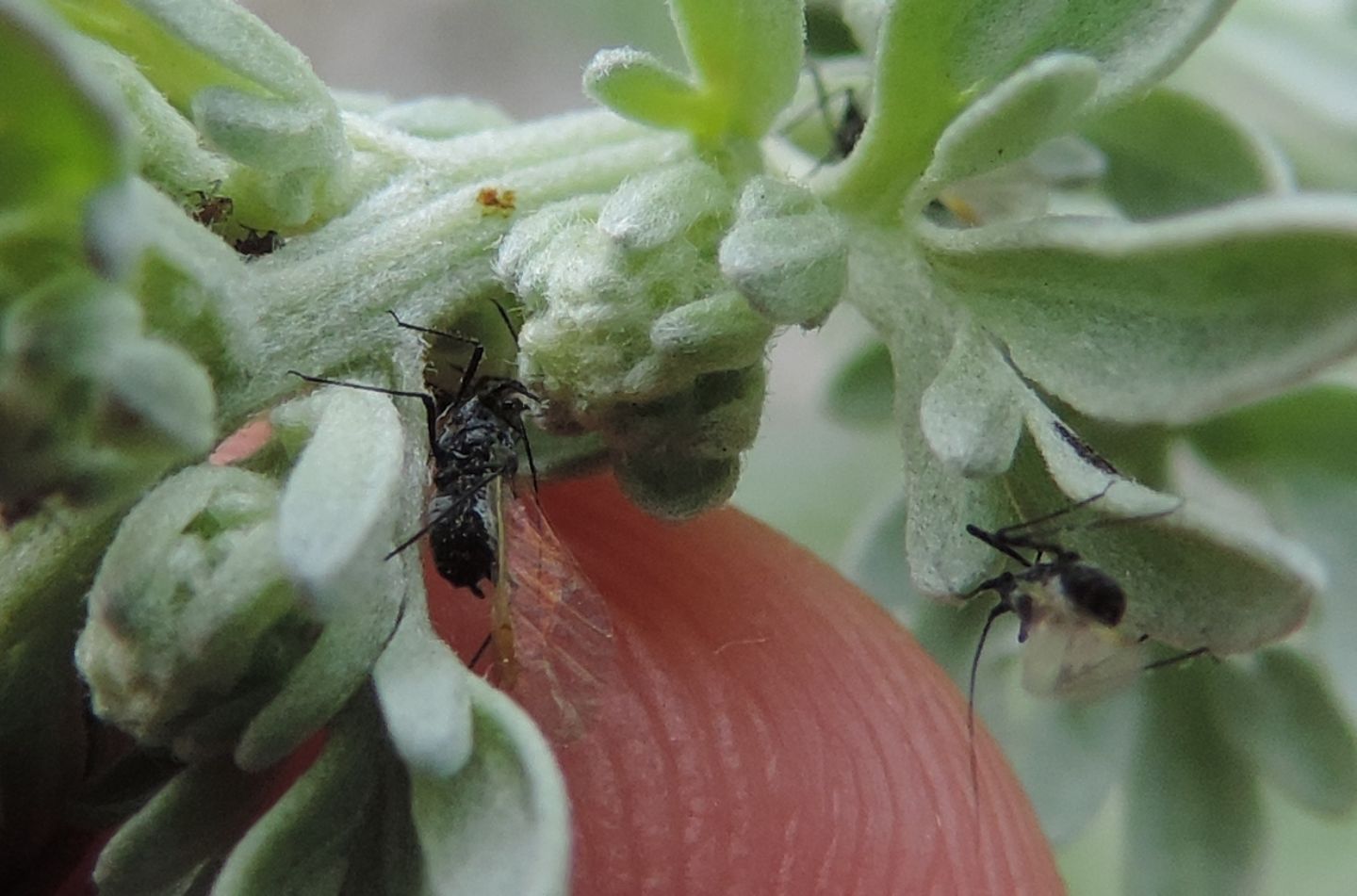 Afidi da identificare: cfr Aphis sp.