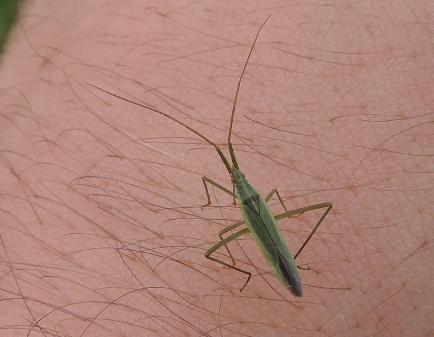 Miridae:    Megaloceroea recticornis