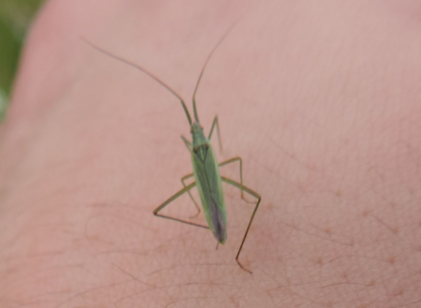 Miridae:    Megaloceroea recticornis