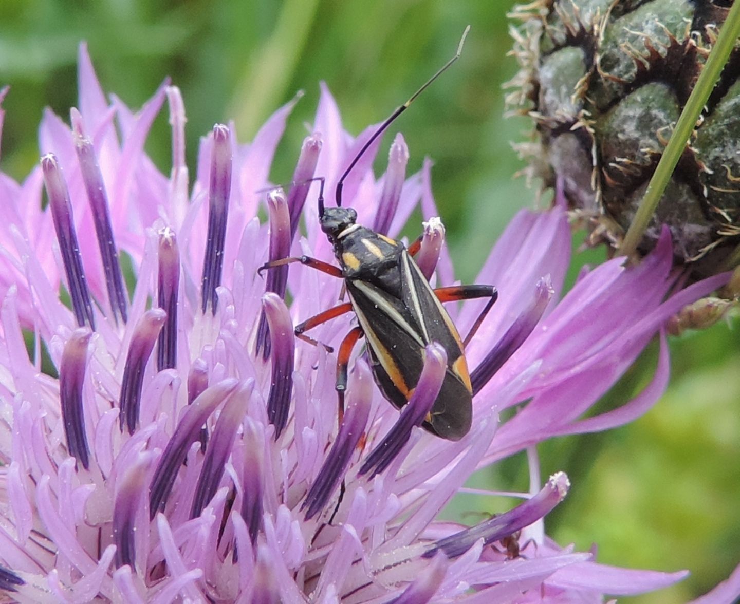 Miridae:  Hadrodemus m-flavum?   S  !