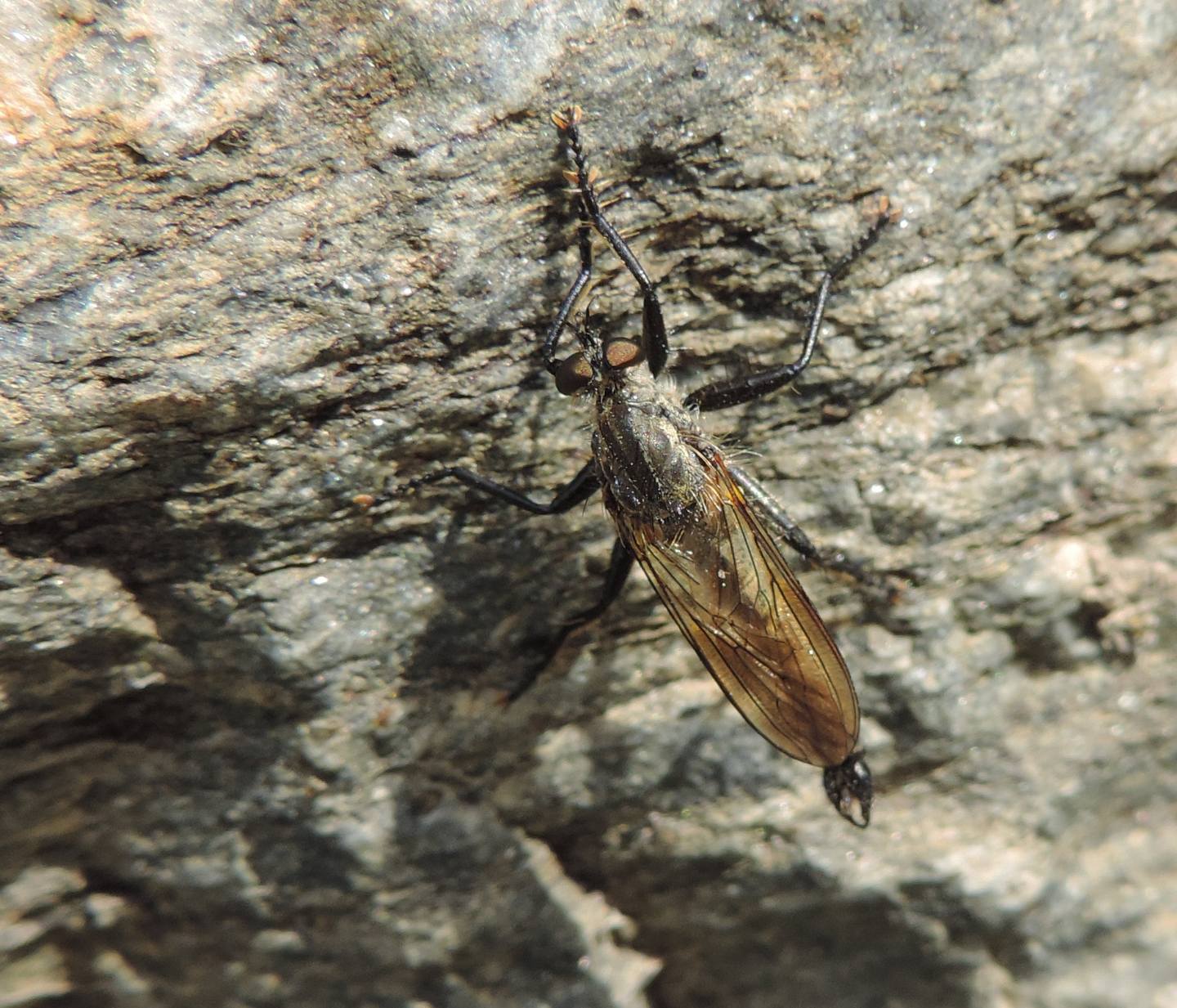 Asilidae:  Didysmachus picipes