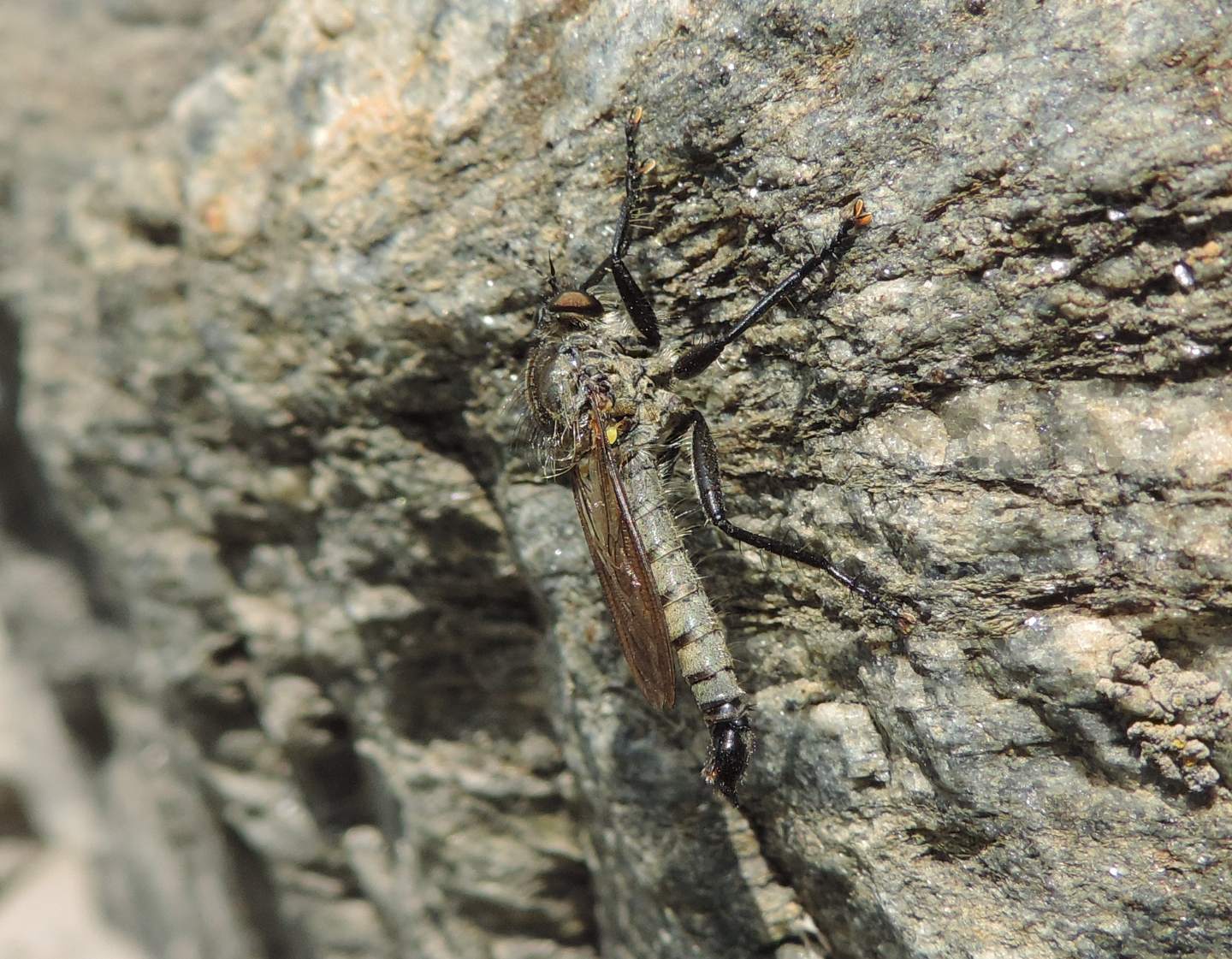 Asilidae:  Didysmachus picipes