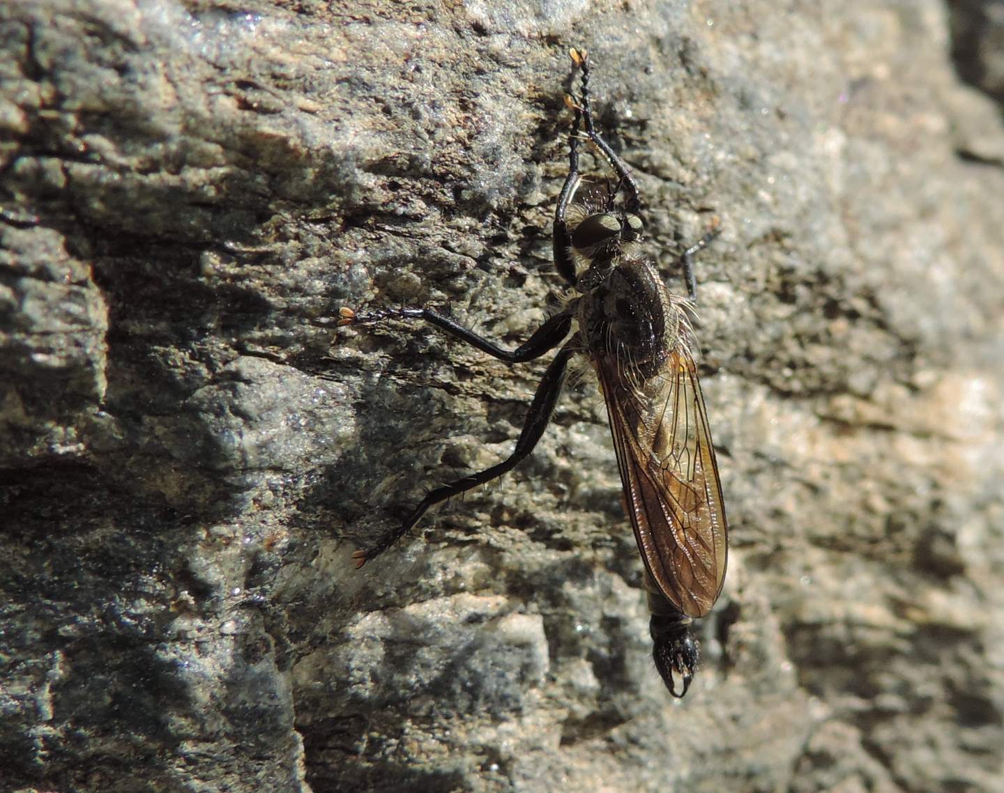 Asilidae:  Didysmachus picipes