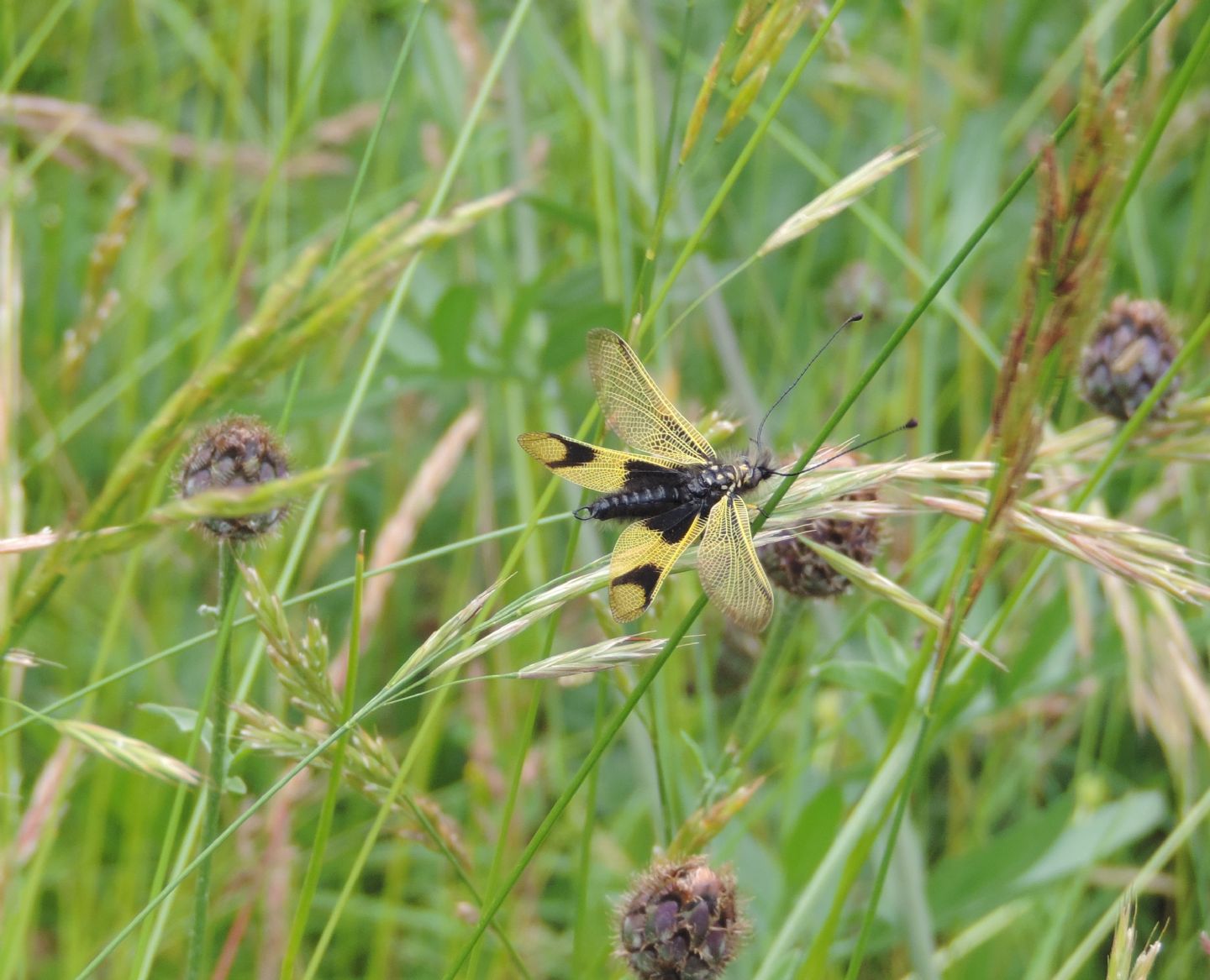 Ascalaphidae:   Libelloides longicornis