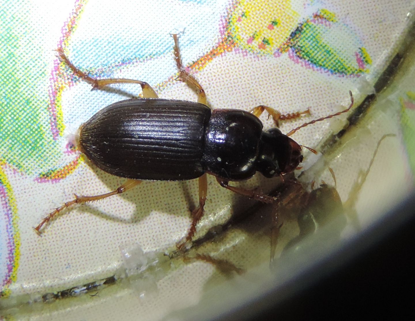 Carabidae:   Pseudoophonus griseus