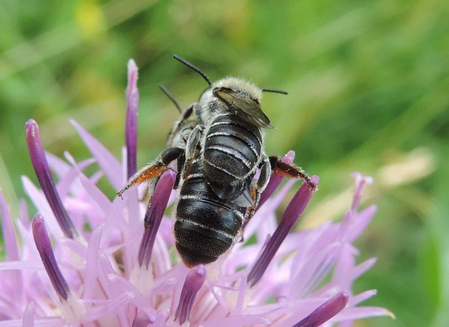 Apidae Megachilinae:  Hoplitis sp.