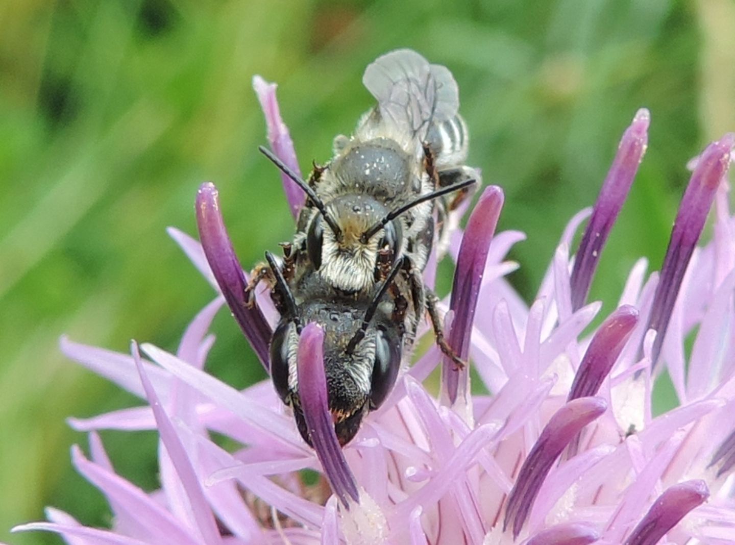 Apidae Megachilinae:  Hoplitis sp.