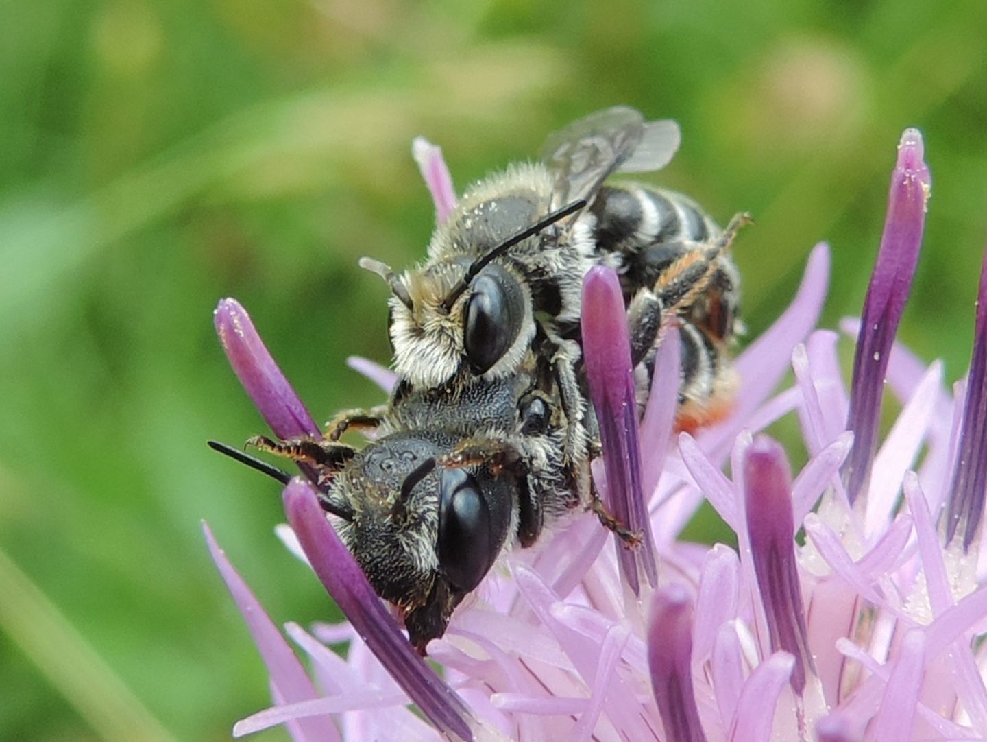 Apidae Megachilinae:  Hoplitis sp.