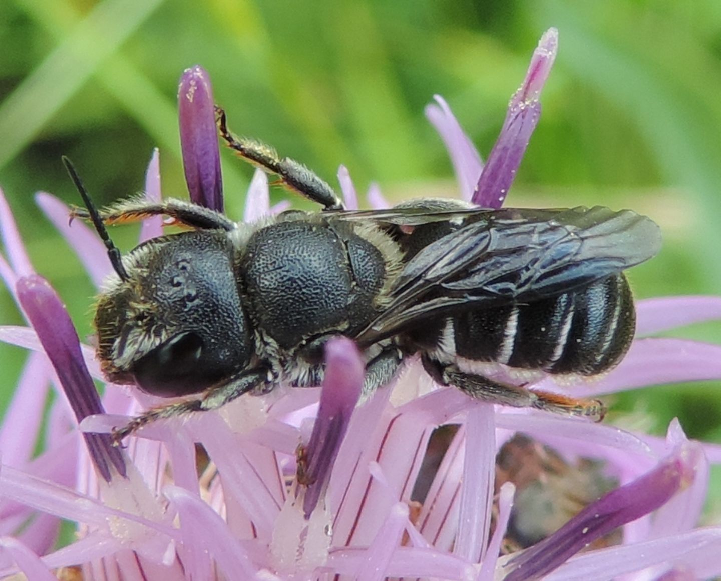 Apidae Megachilinae:  Hoplitis sp.