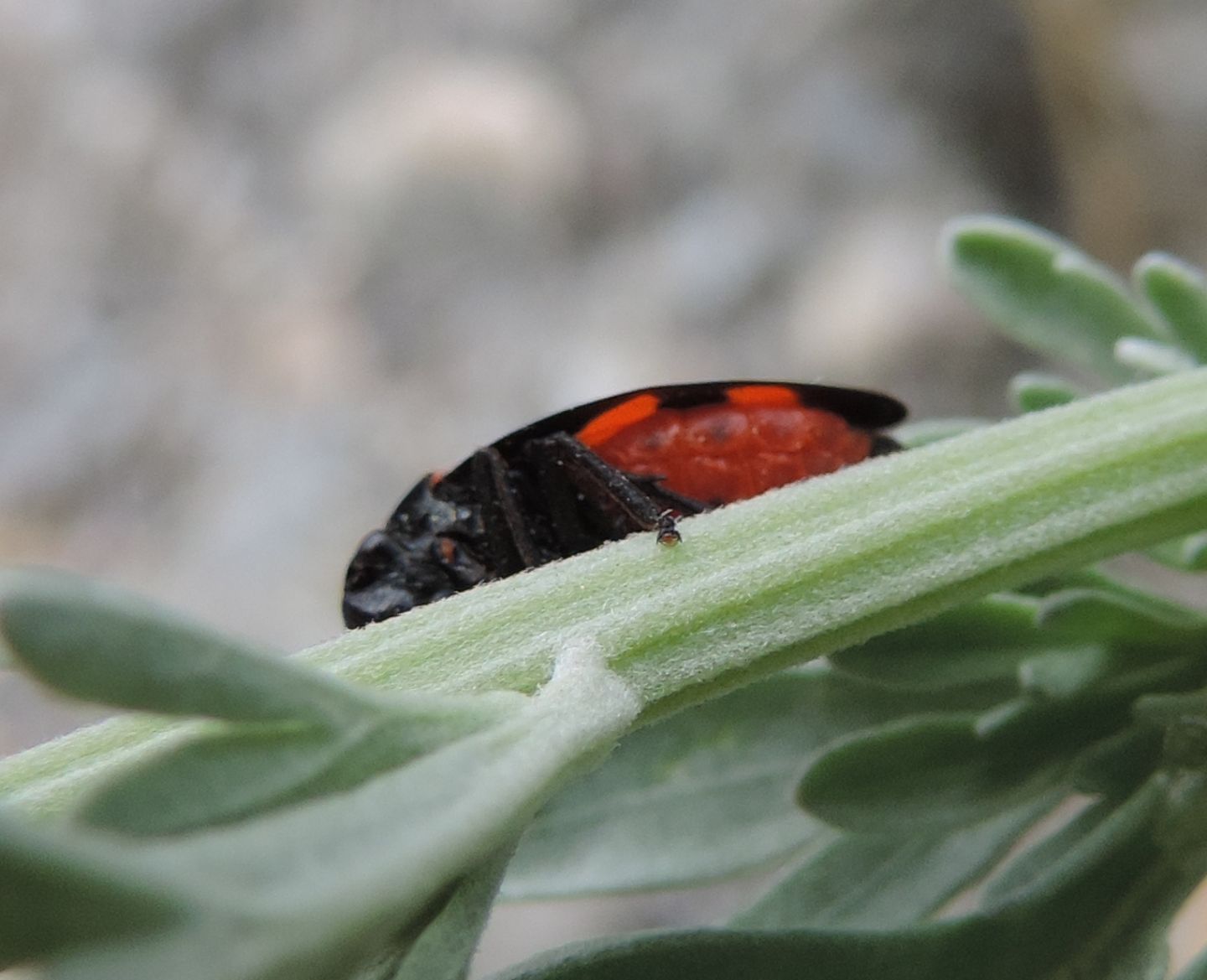 Cercopis arcuata?  Cercopis sp.