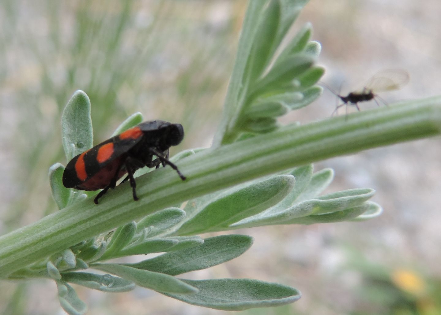 Cercopis arcuata?  Cercopis sp.