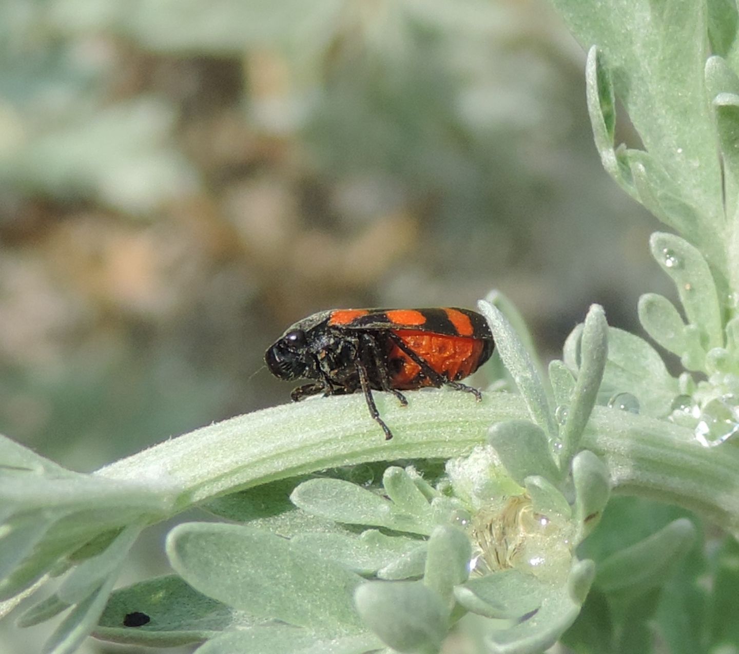 Cercopis arcuata?  Cercopis sp.
