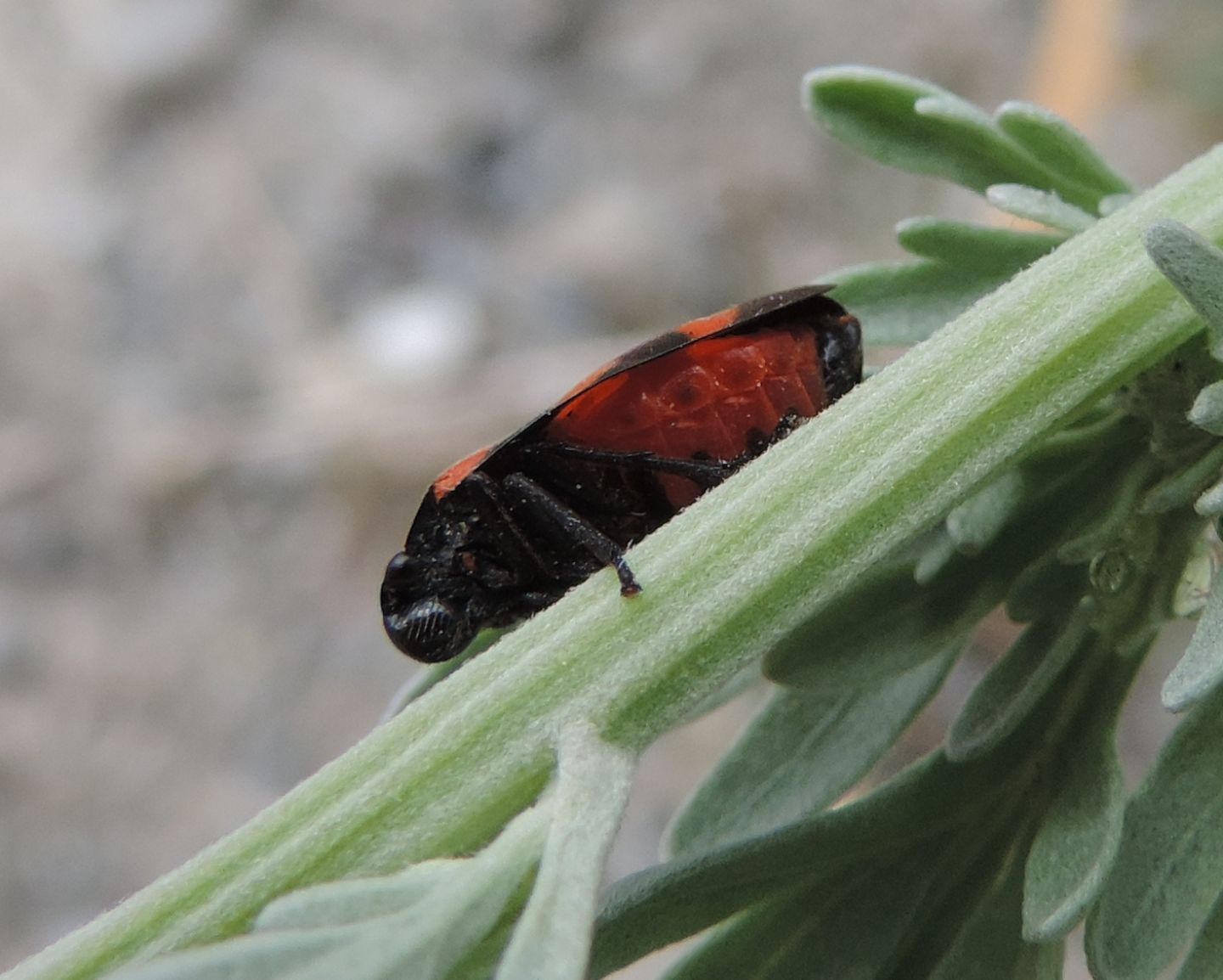 Cercopis arcuata?  Cercopis sp.