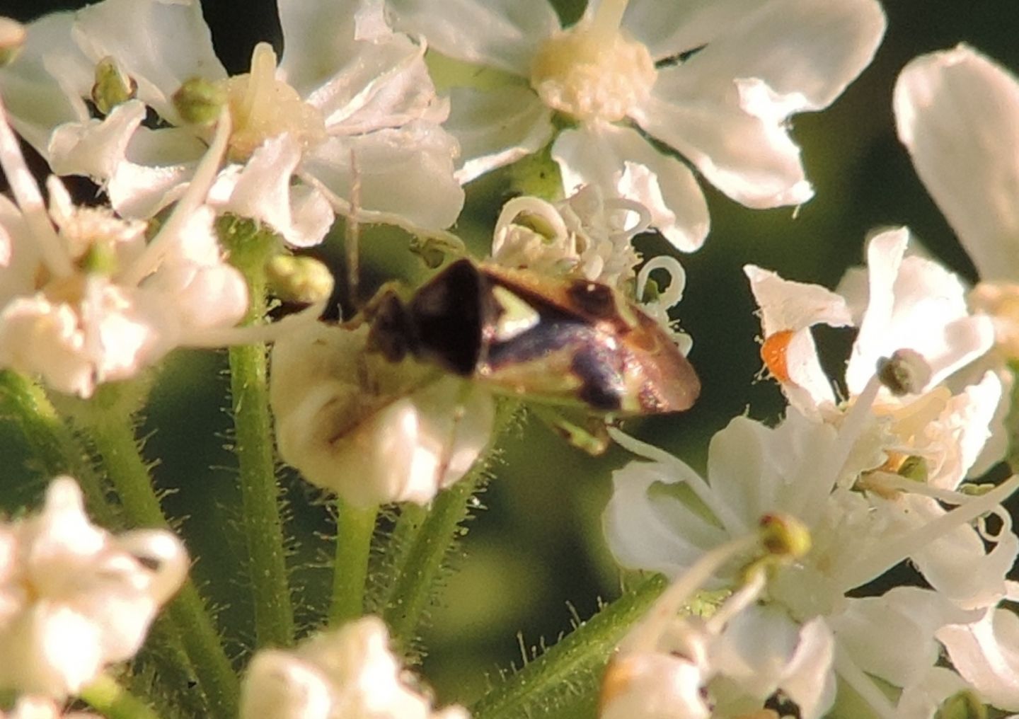 Miridae:  Lygus sp.?   No,  Orthops sp.