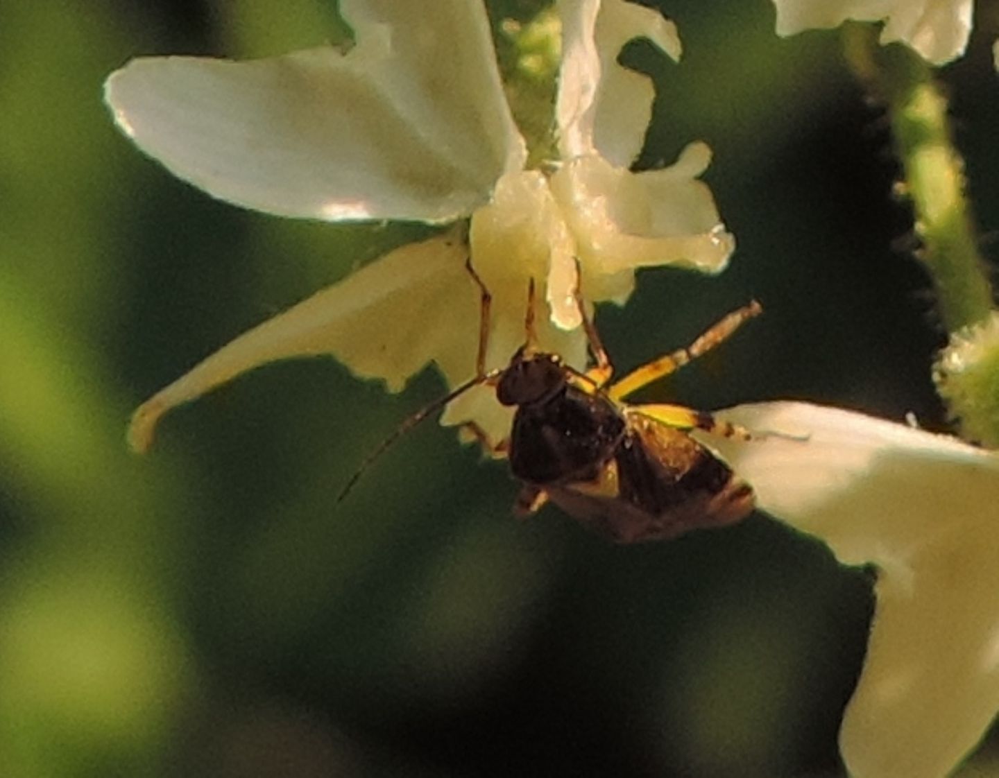 Miridae:  Lygus sp.?   No,  Orthops sp.