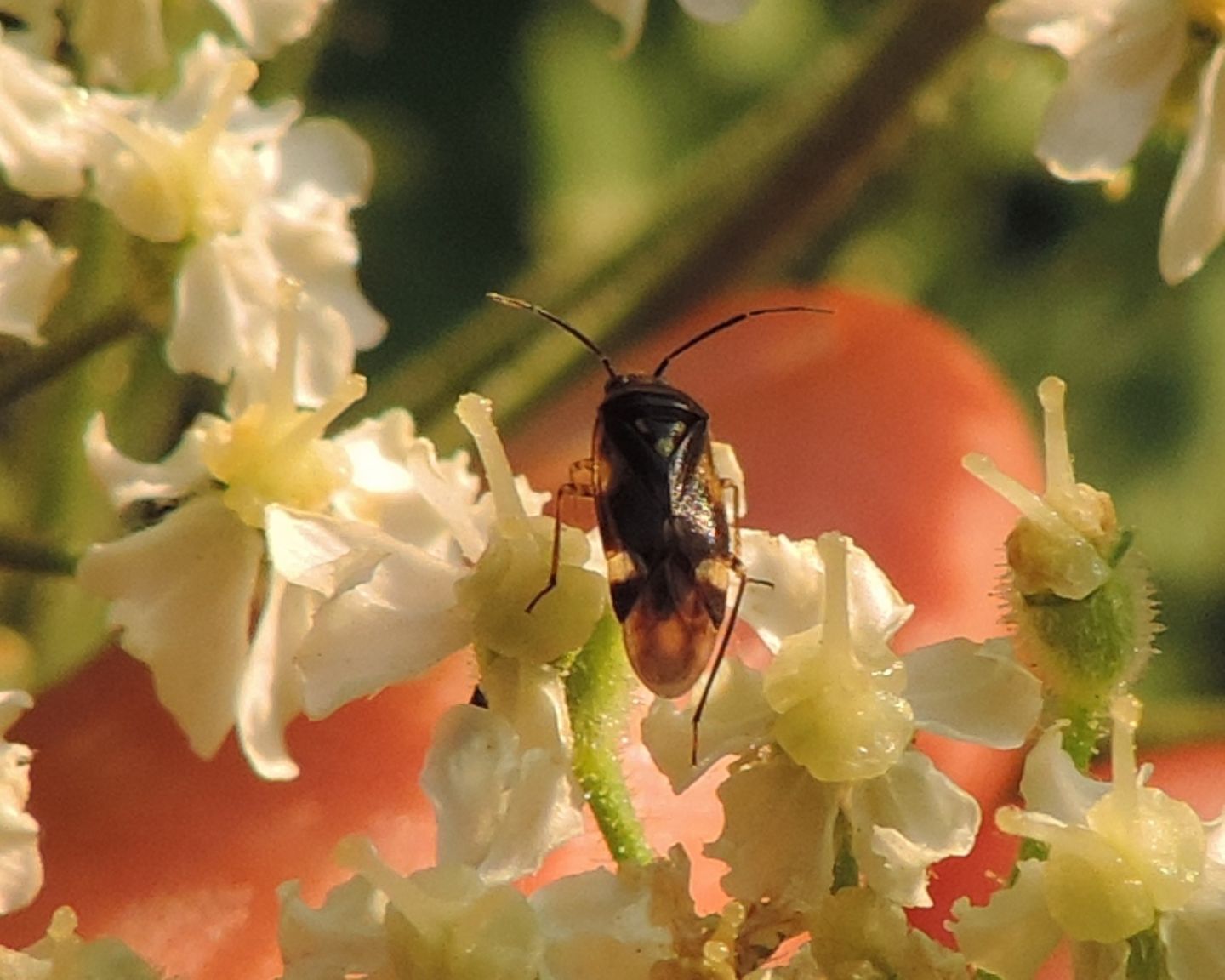 Miridae?   S,  Miridae: Orthops basalis