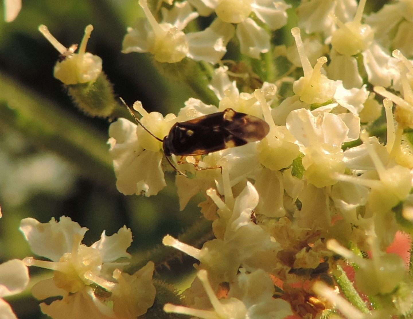 Miridae?   S,  Miridae: Orthops basalis