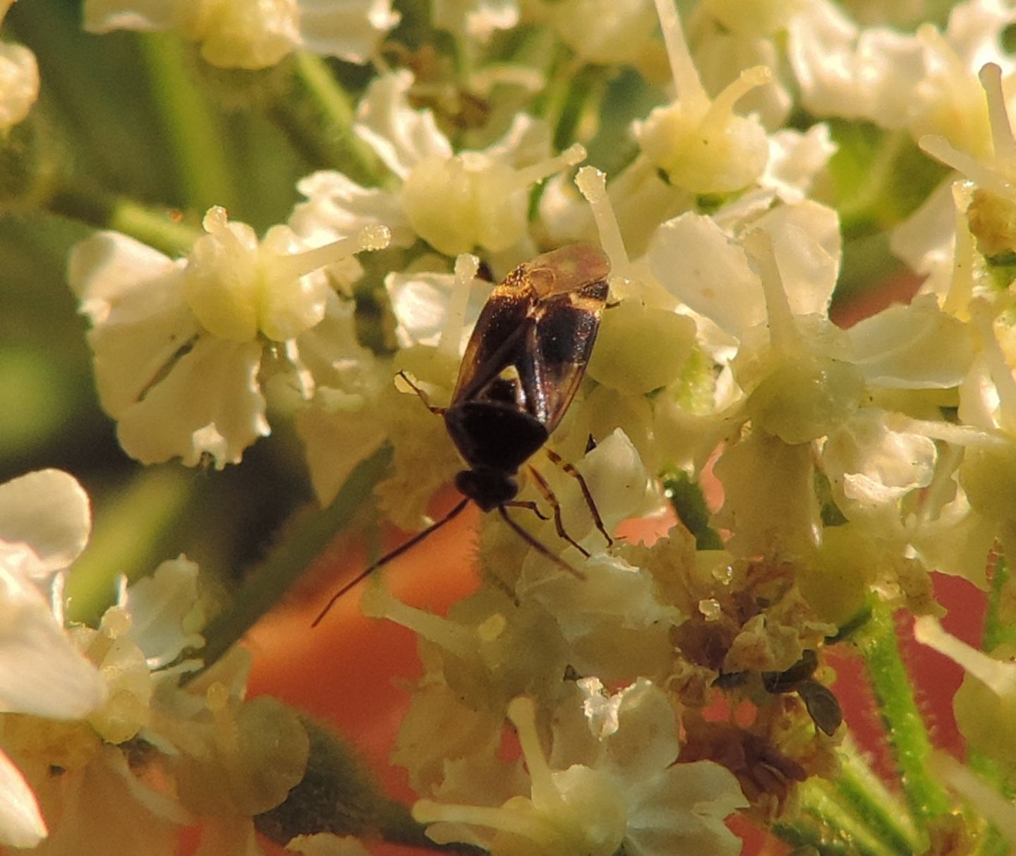 Miridae?   S,  Miridae: Orthops basalis