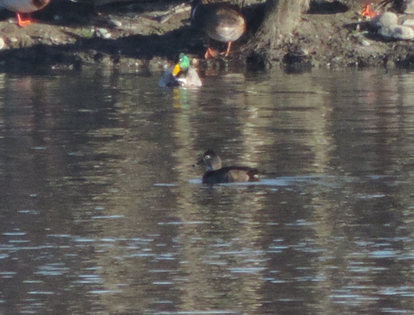 Moretta dal collare (Aythya collaris)