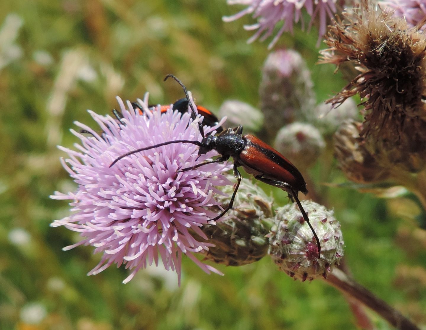 Cerambycidae:  Stenurella melanura?  S !, femmina