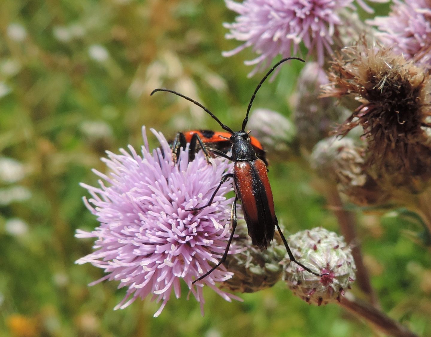 Cerambycidae:  Stenurella melanura?  S !, femmina