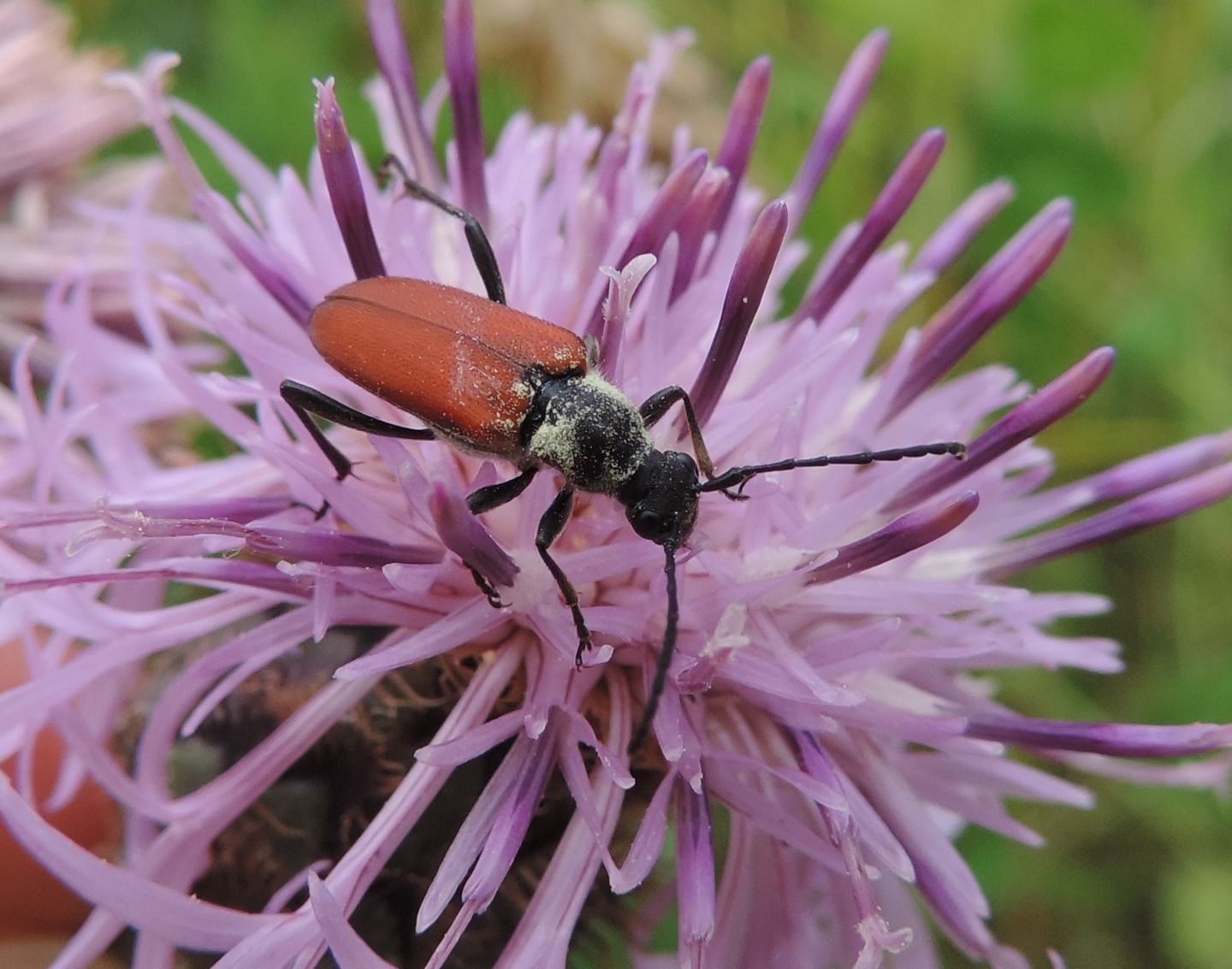 Cerambycidae: quale Anastrangalia?       Anastragalia sanguinolenta
