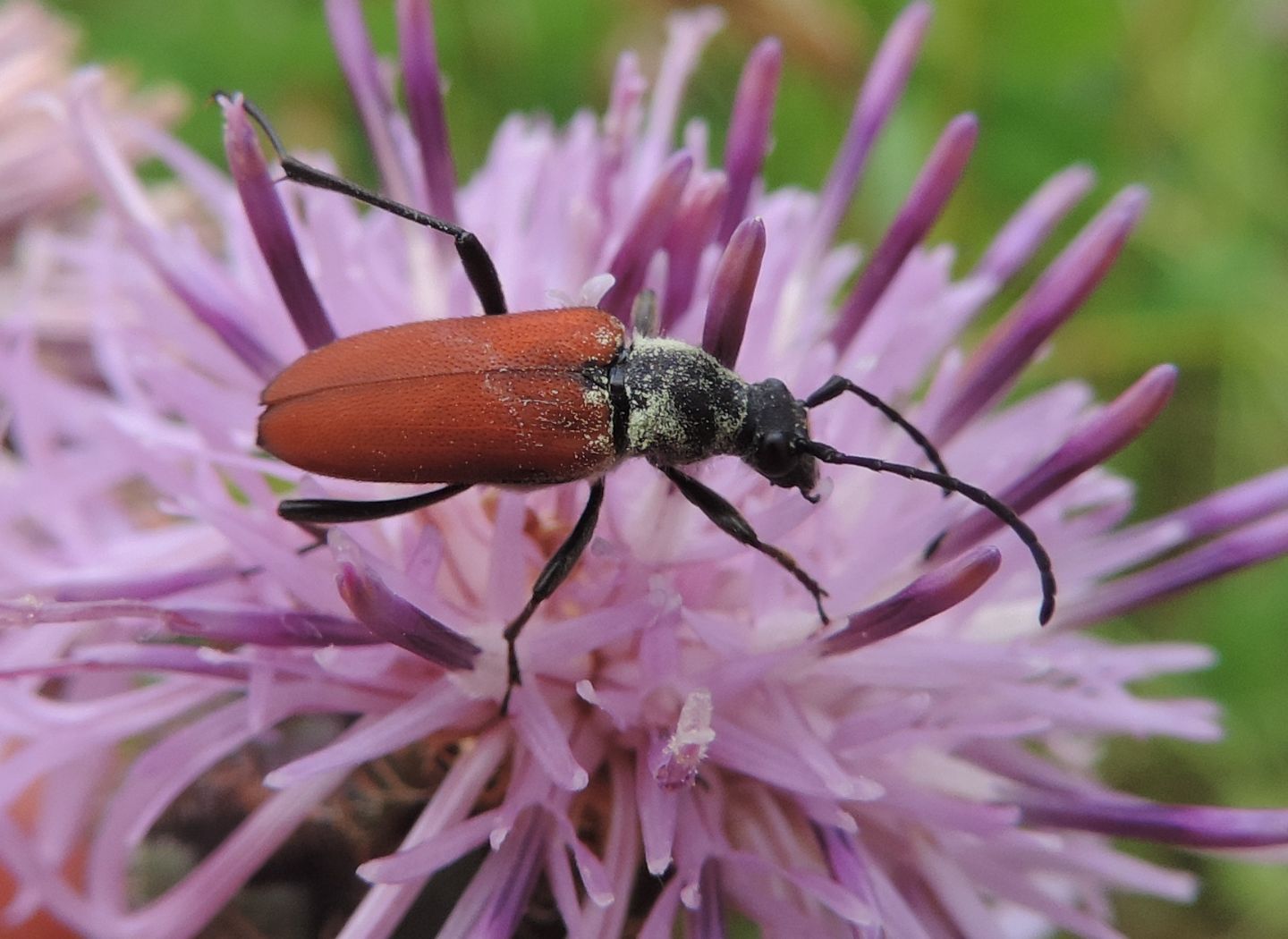 Cerambycidae: quale Anastrangalia?       Anastragalia sanguinolenta