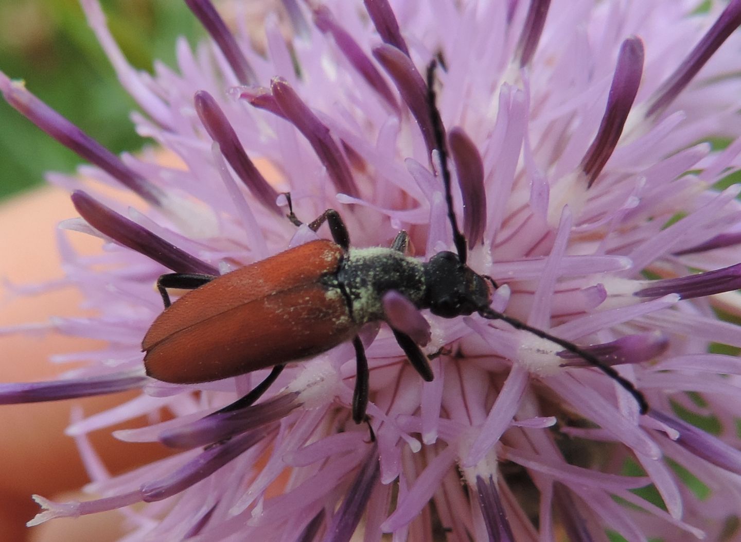 Cerambycidae: quale Anastrangalia?       Anastragalia sanguinolenta